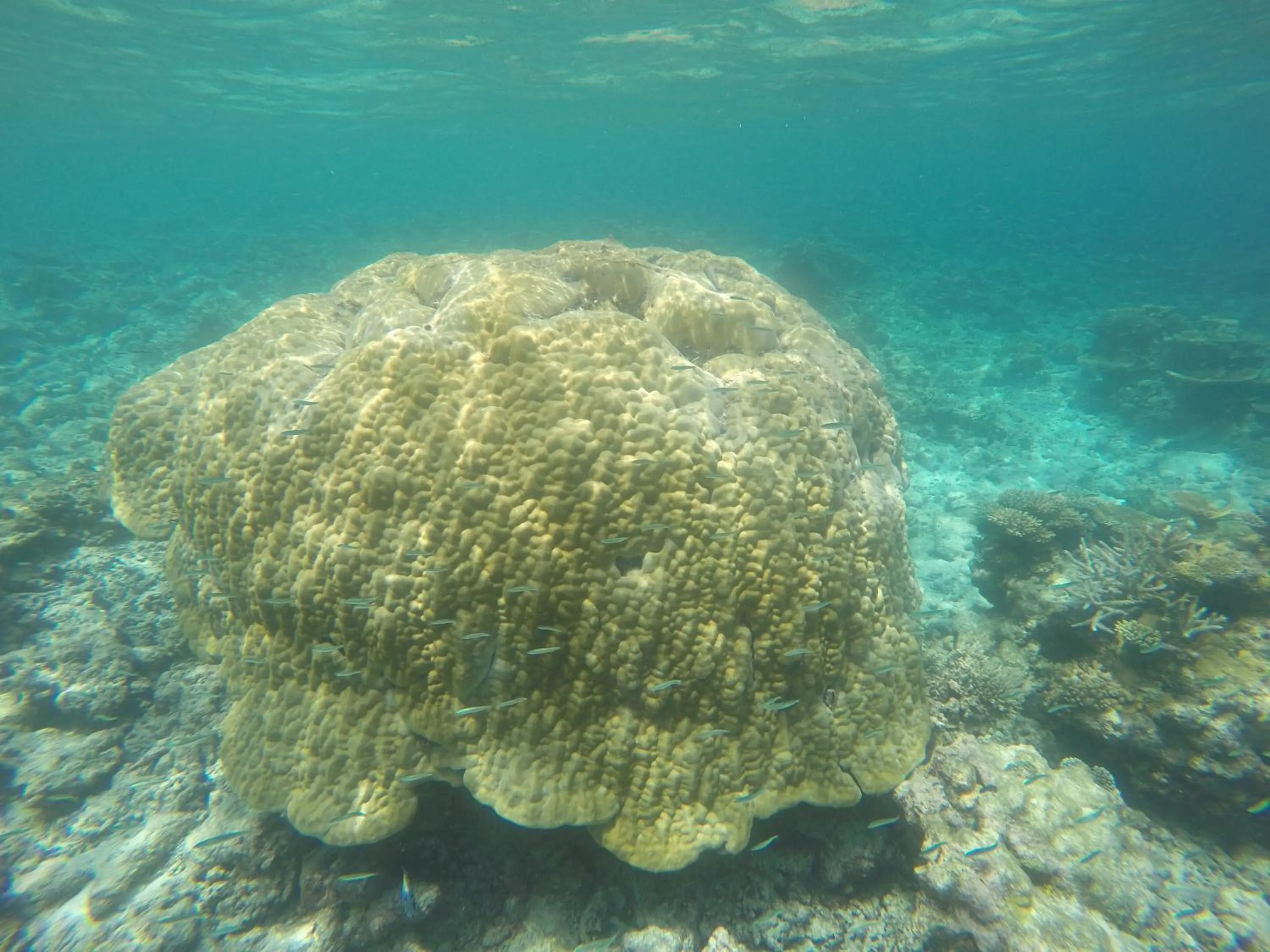 Snorkeling in Origami Inn Himandhoo