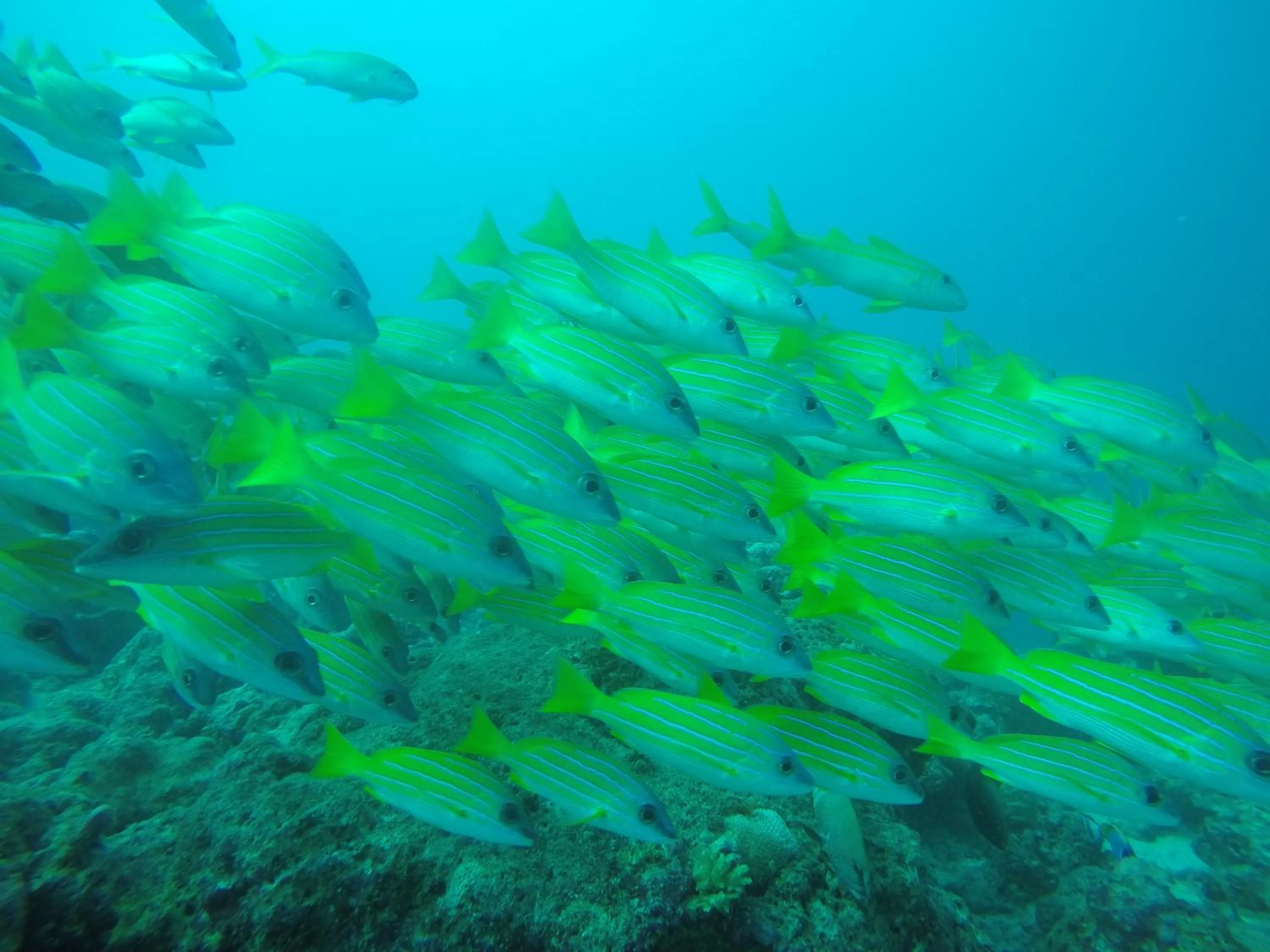 Diving in Origami Inn Himandhoo