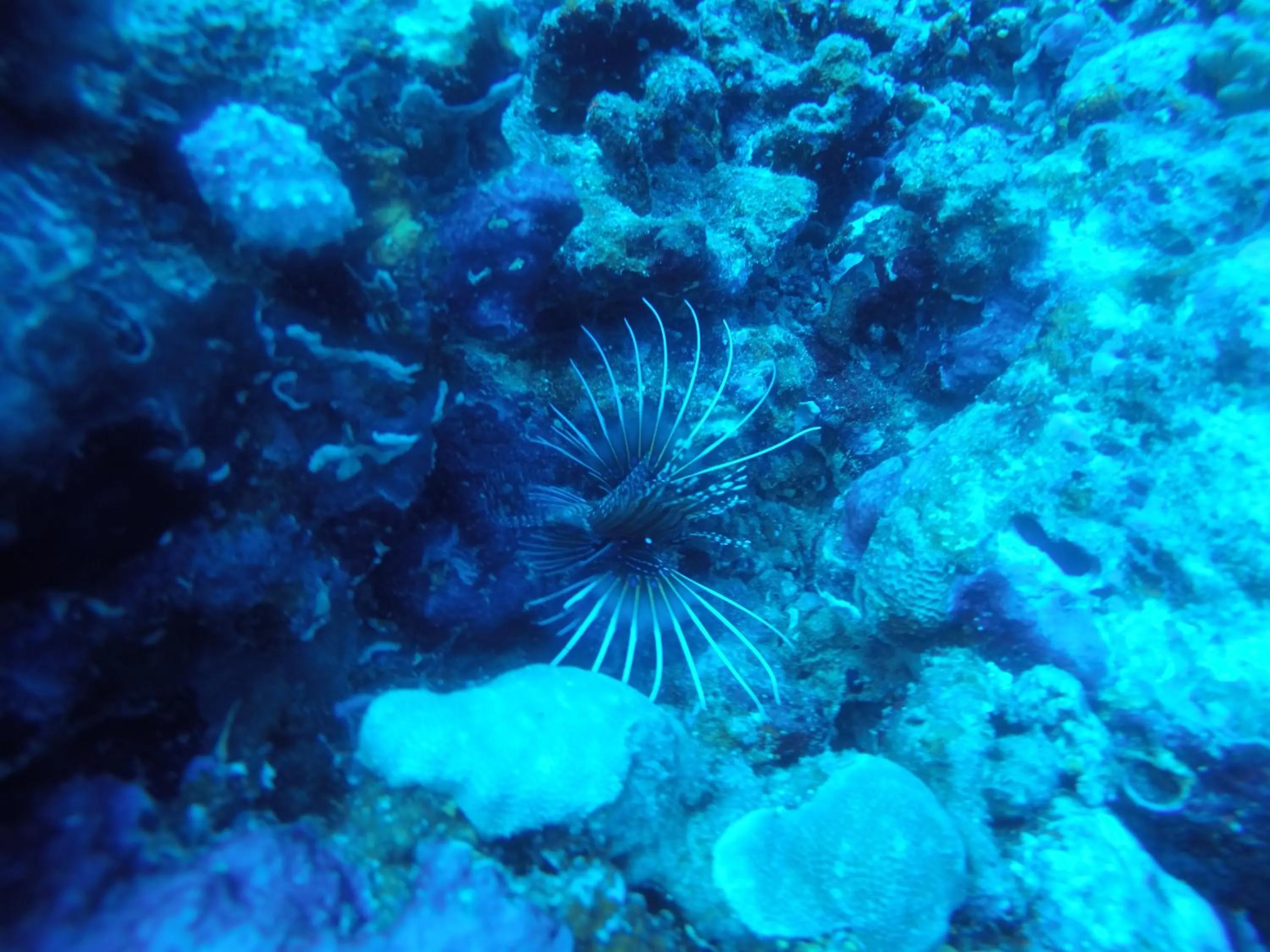 Diving in Origami Inn Himandhoo