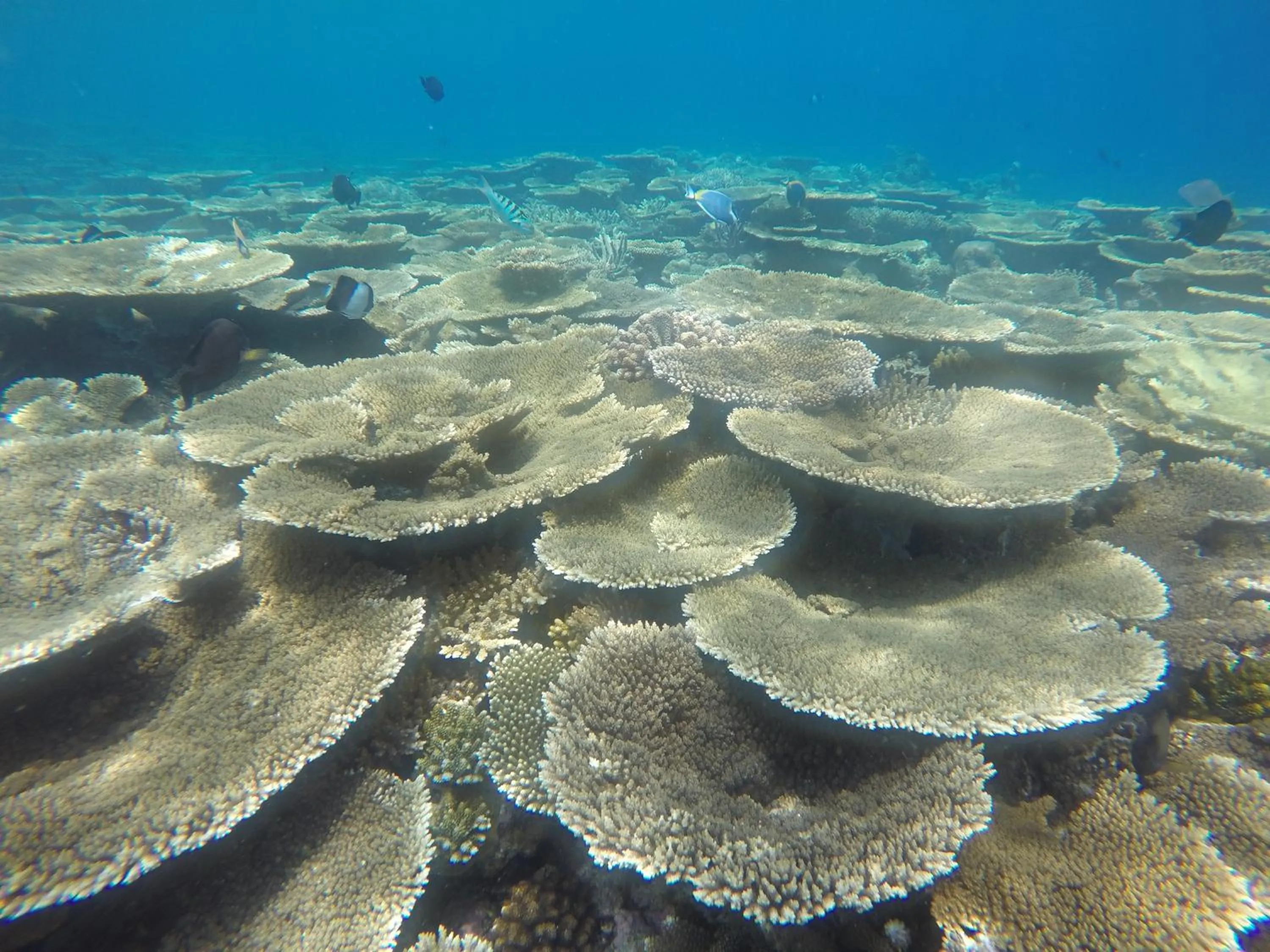 Snorkeling in Origami Inn Himandhoo