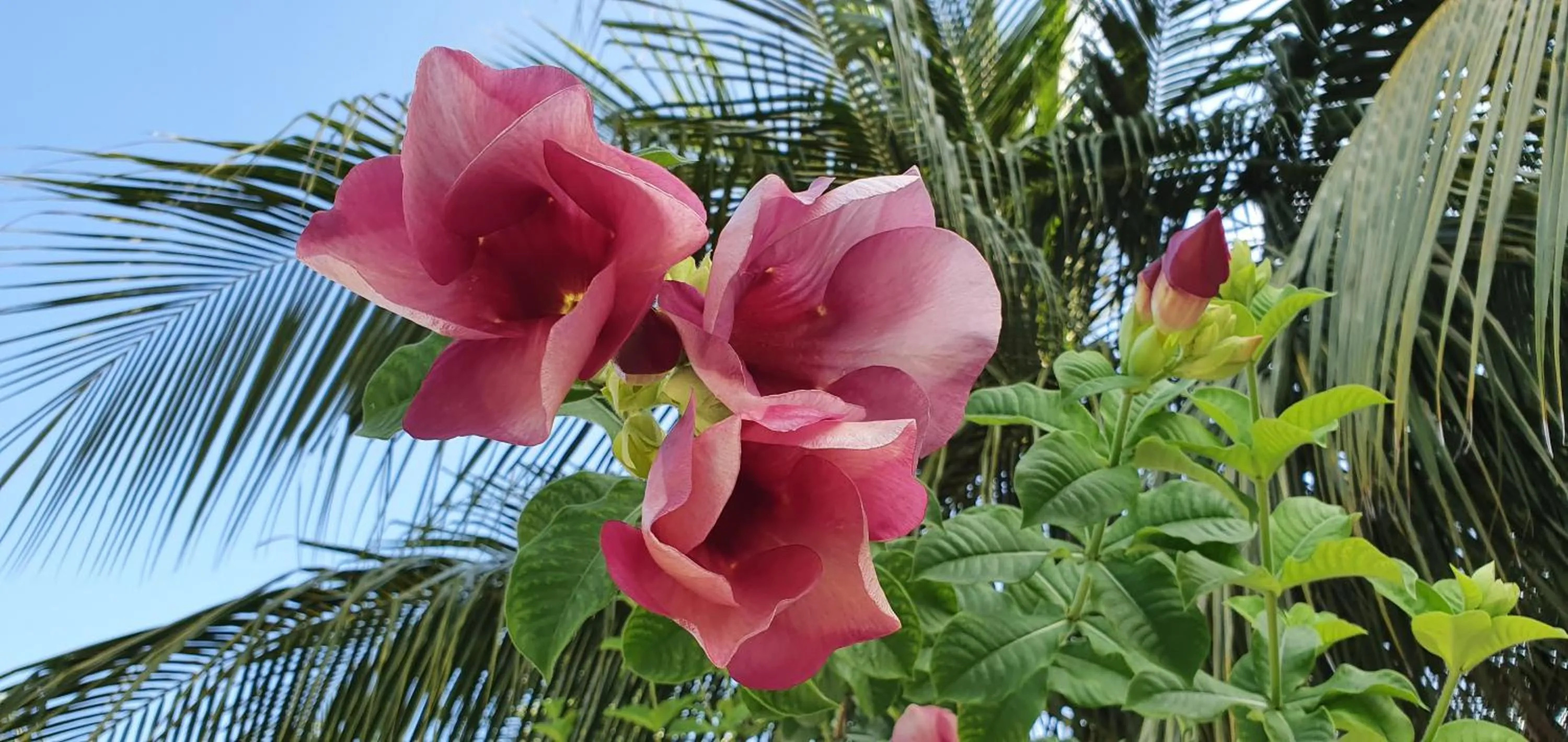 Garden in Origami Inn Himandhoo