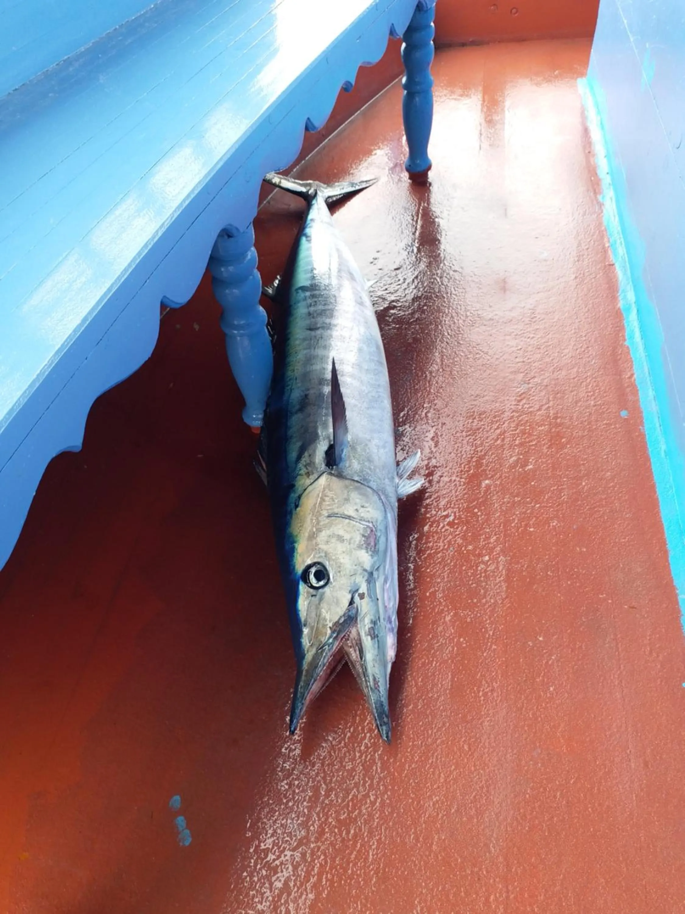 Fishing in Origami Inn Himandhoo