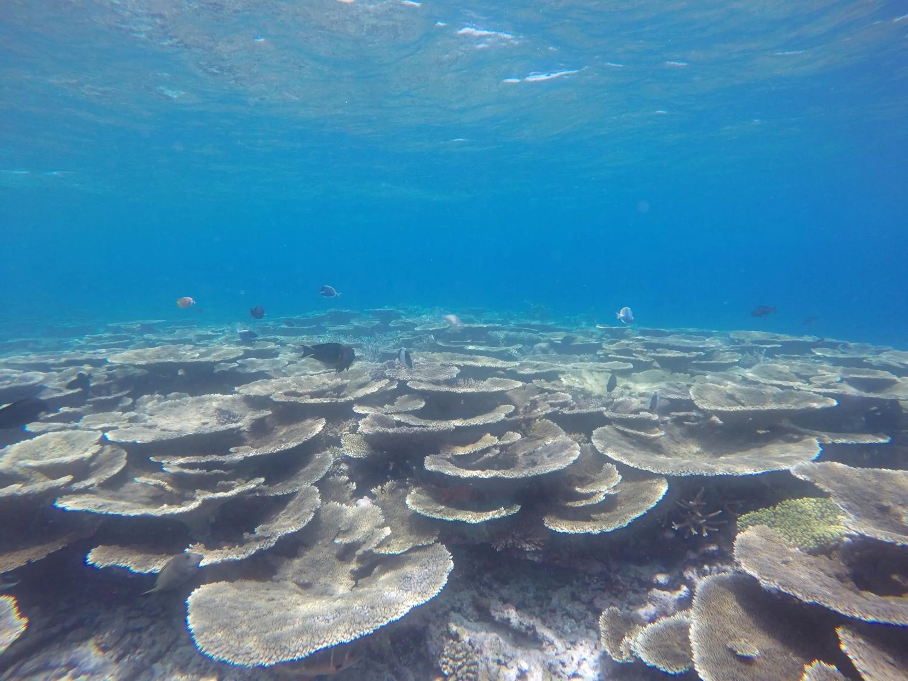 Snorkeling in Origami Inn Himandhoo