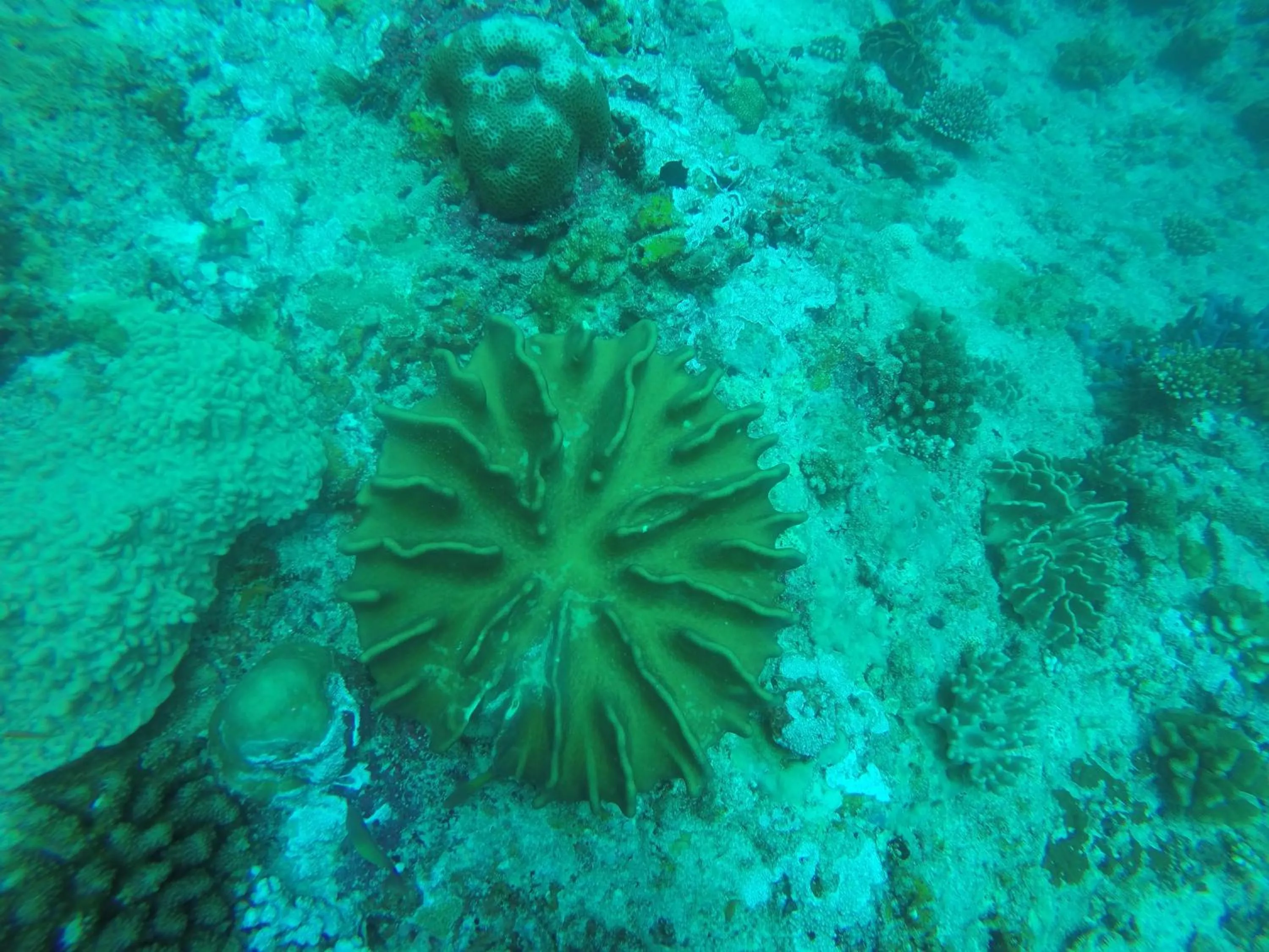 Diving in Origami Inn Himandhoo