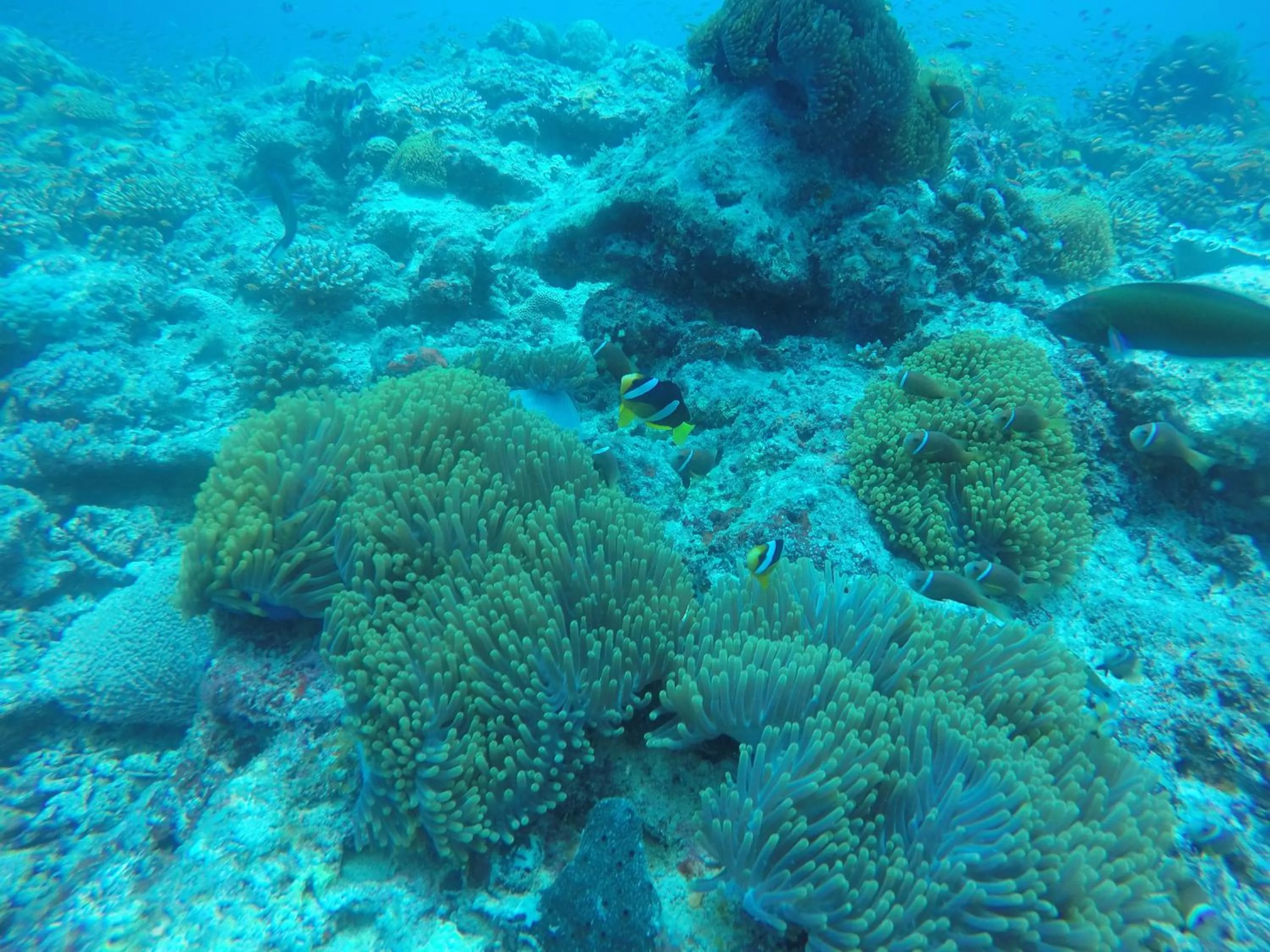 Snorkeling in Origami Inn Himandhoo