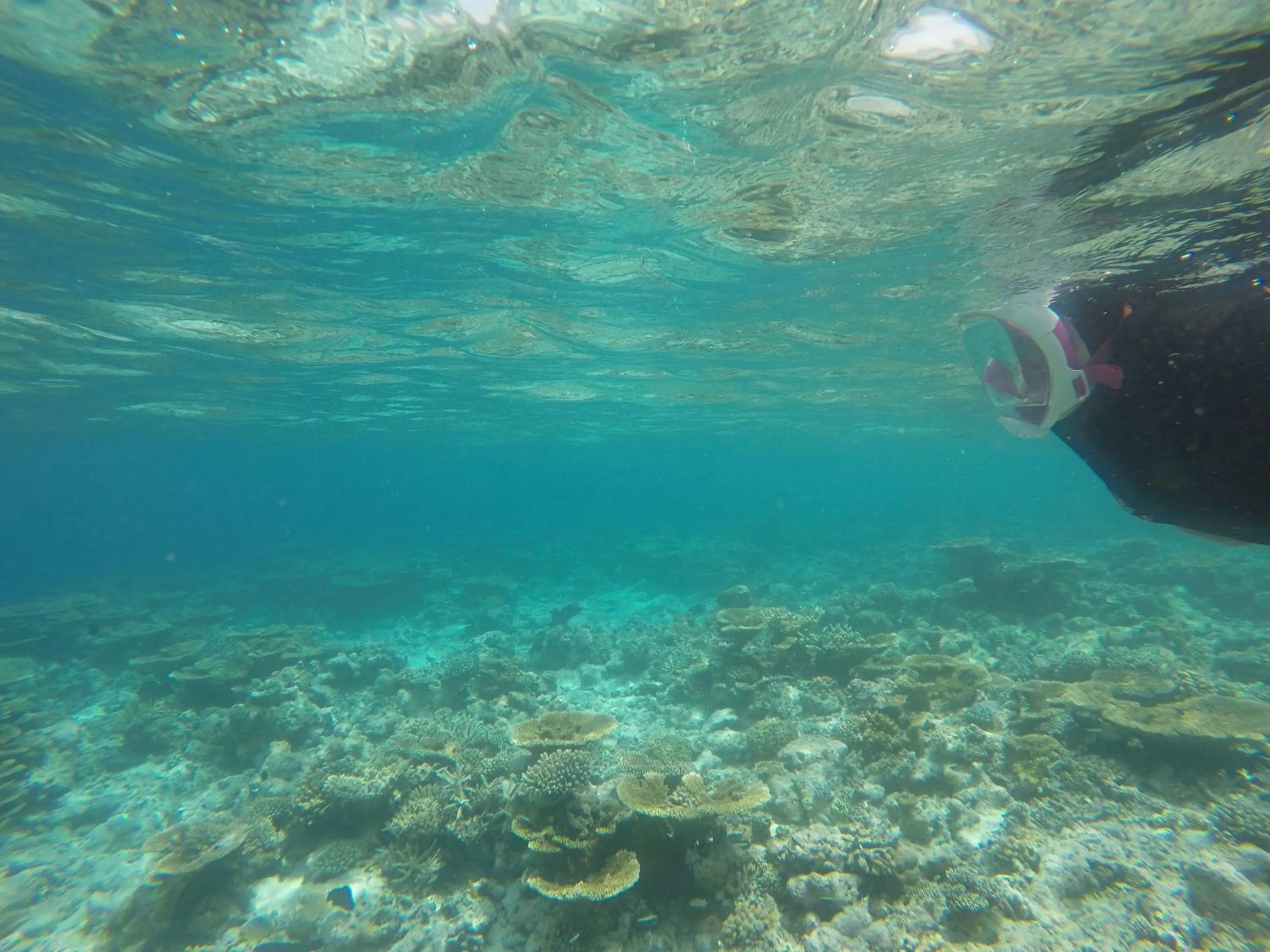 Snorkeling in Origami Inn Himandhoo