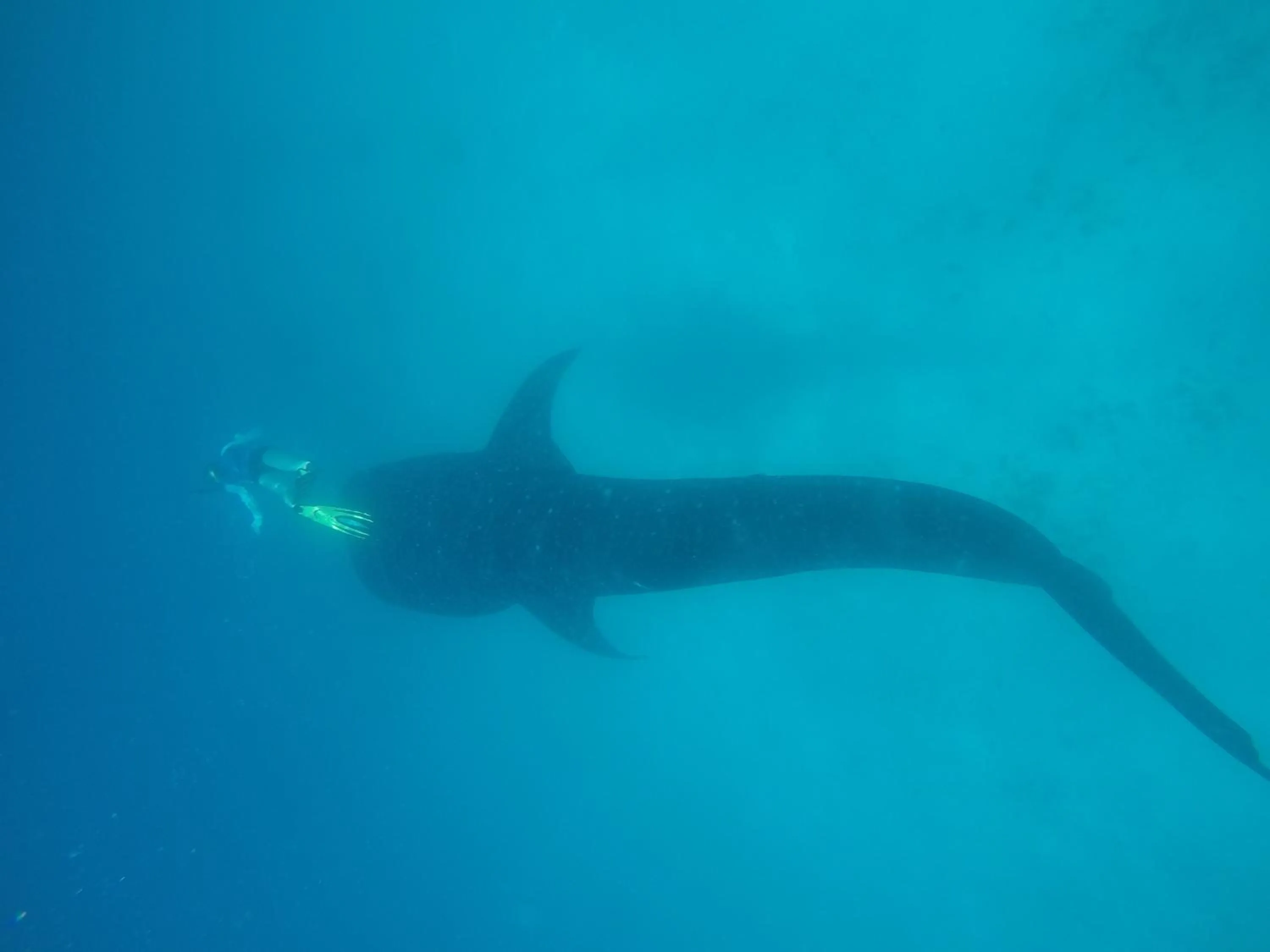 Snorkeling in Origami Inn Himandhoo