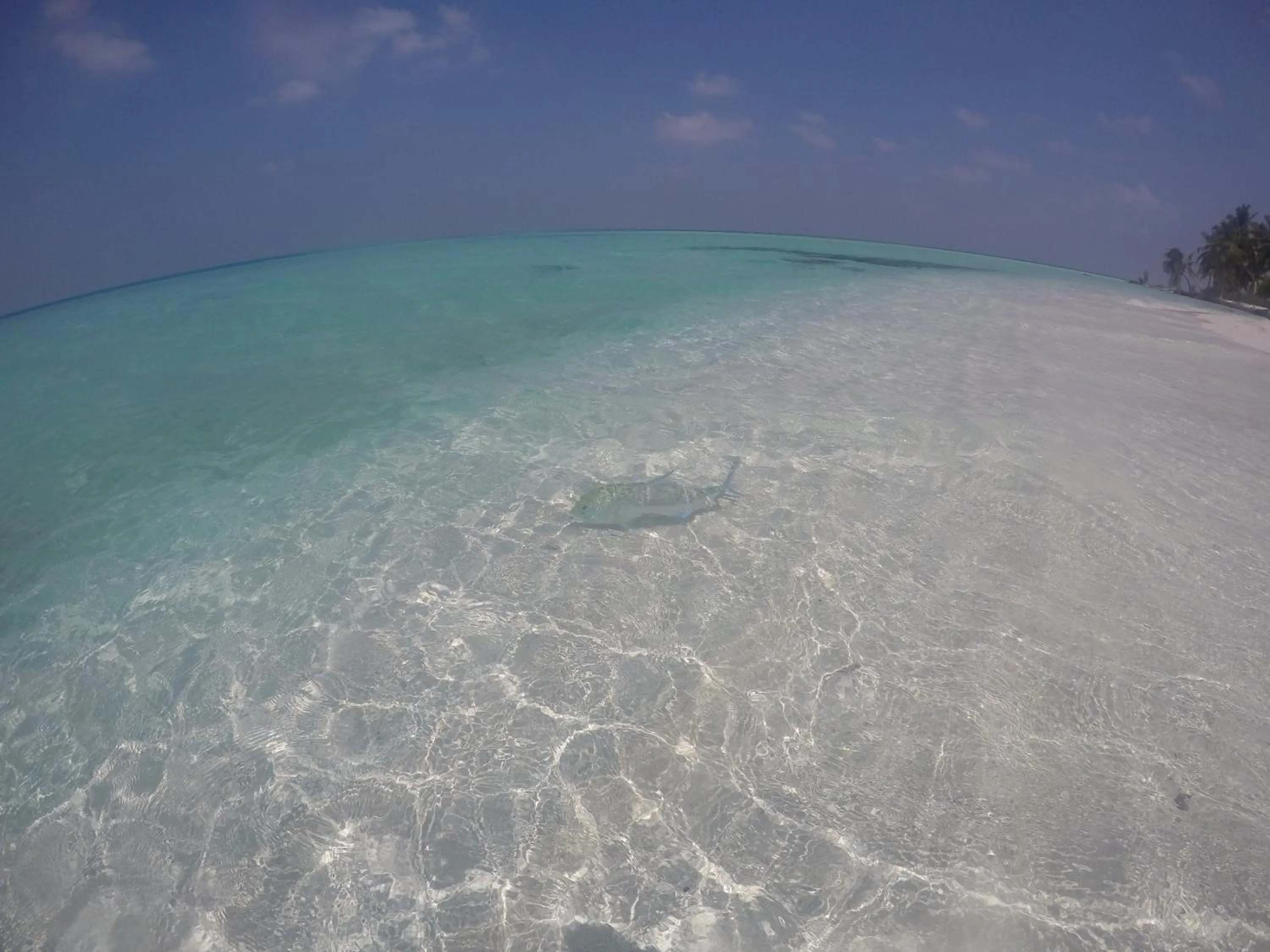 Fishing in Origami Inn Himandhoo