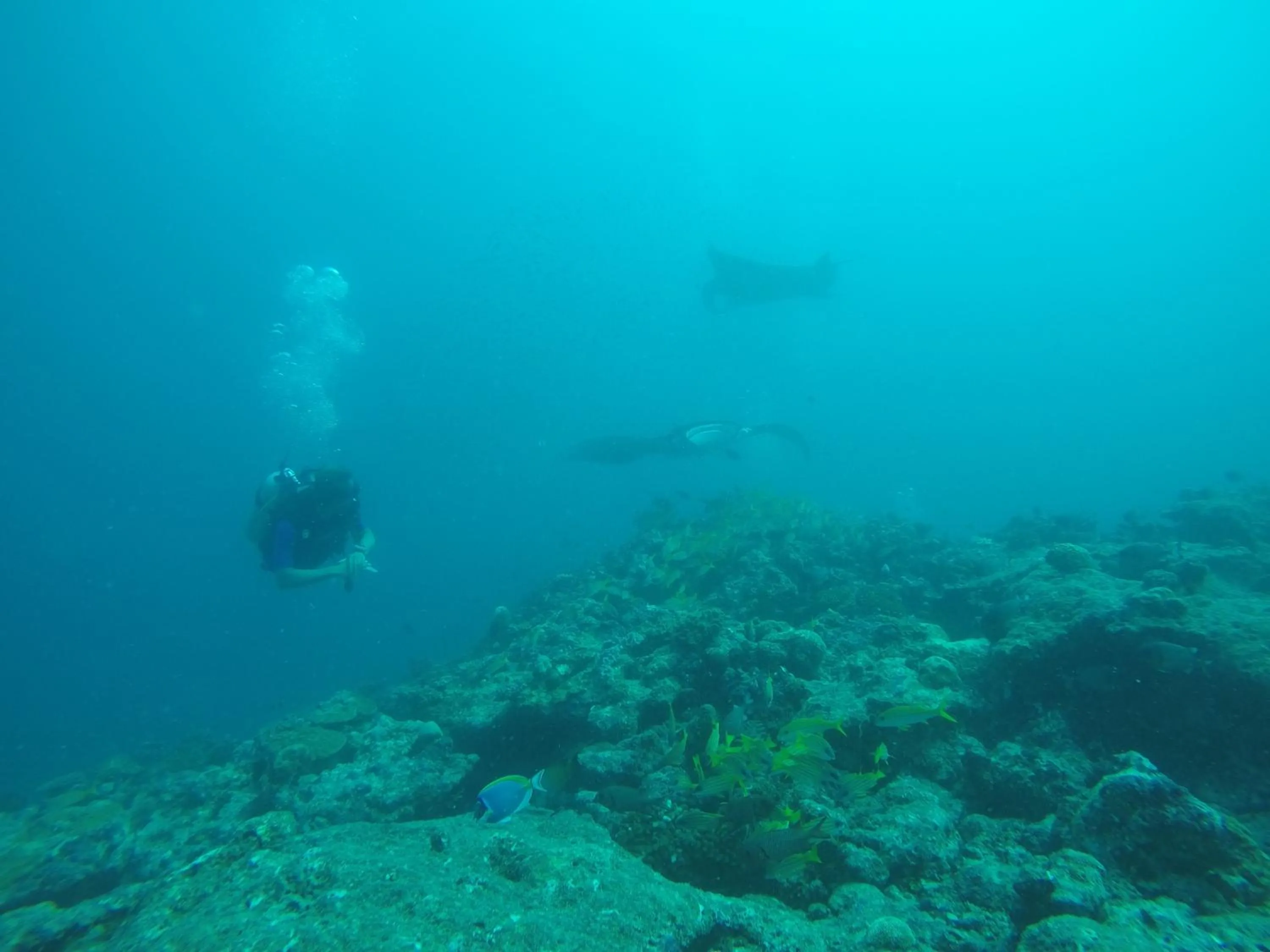 Diving in Origami Inn Himandhoo