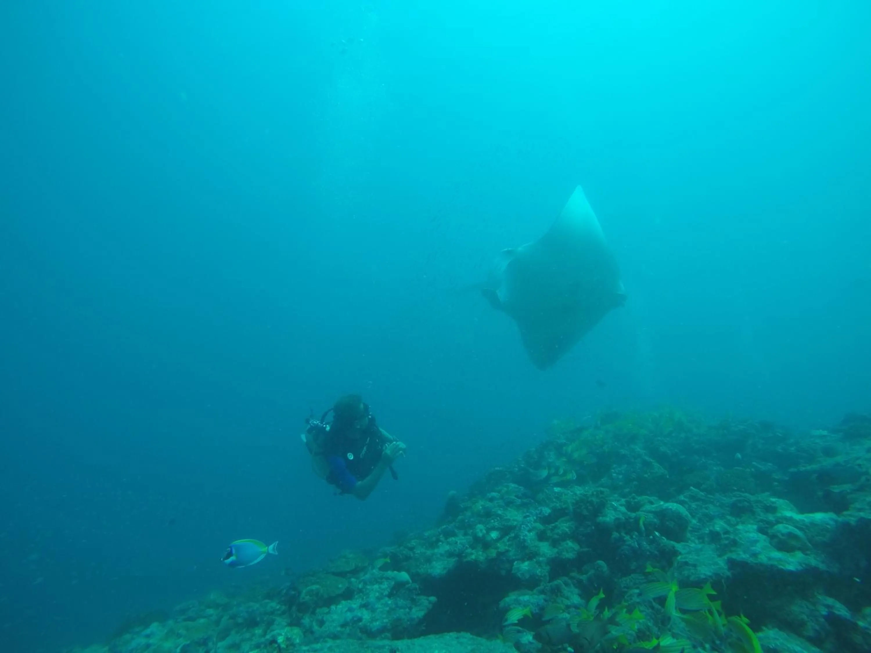 Diving in Origami Inn Himandhoo