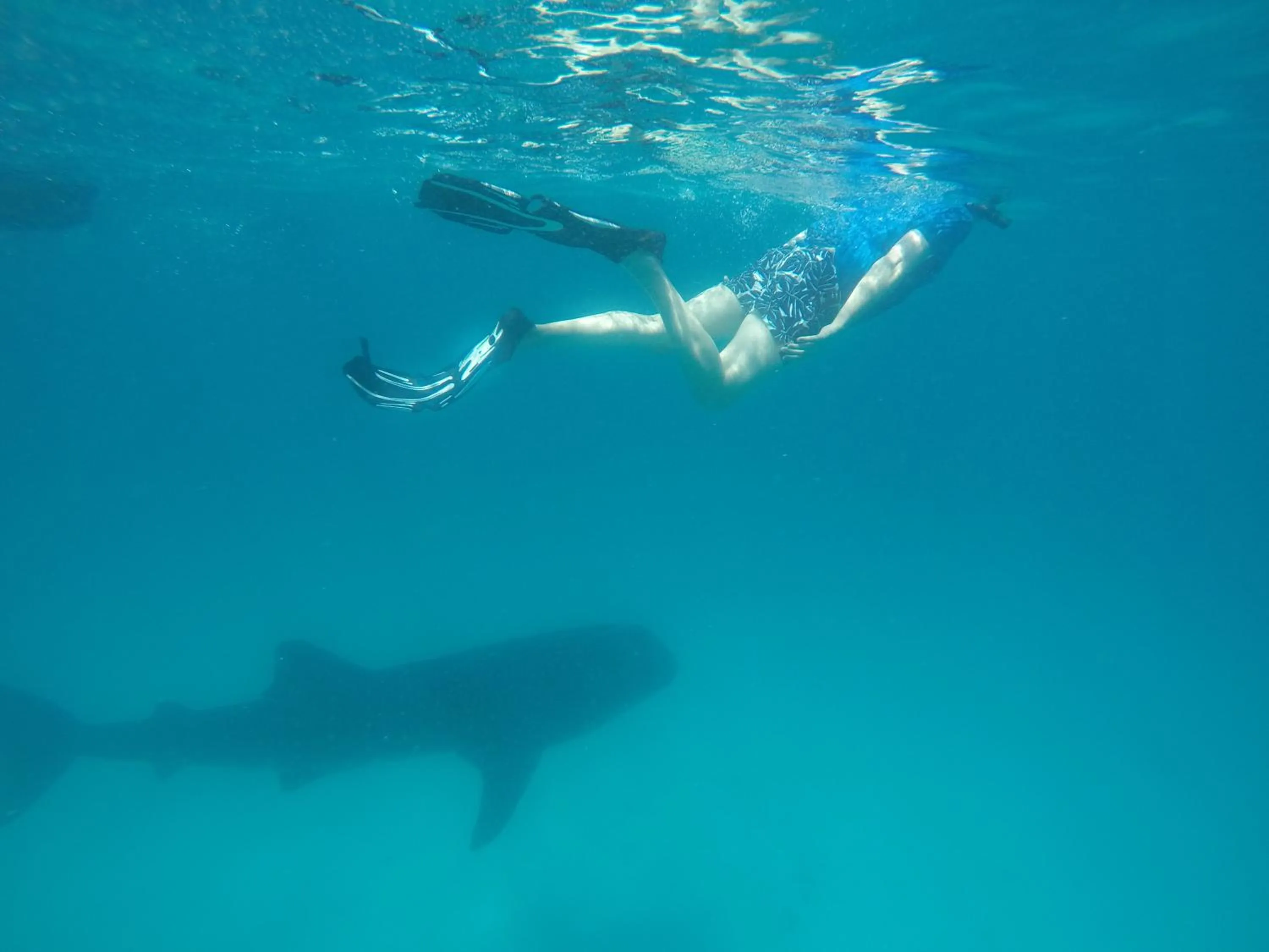 Snorkeling in Origami Inn Himandhoo