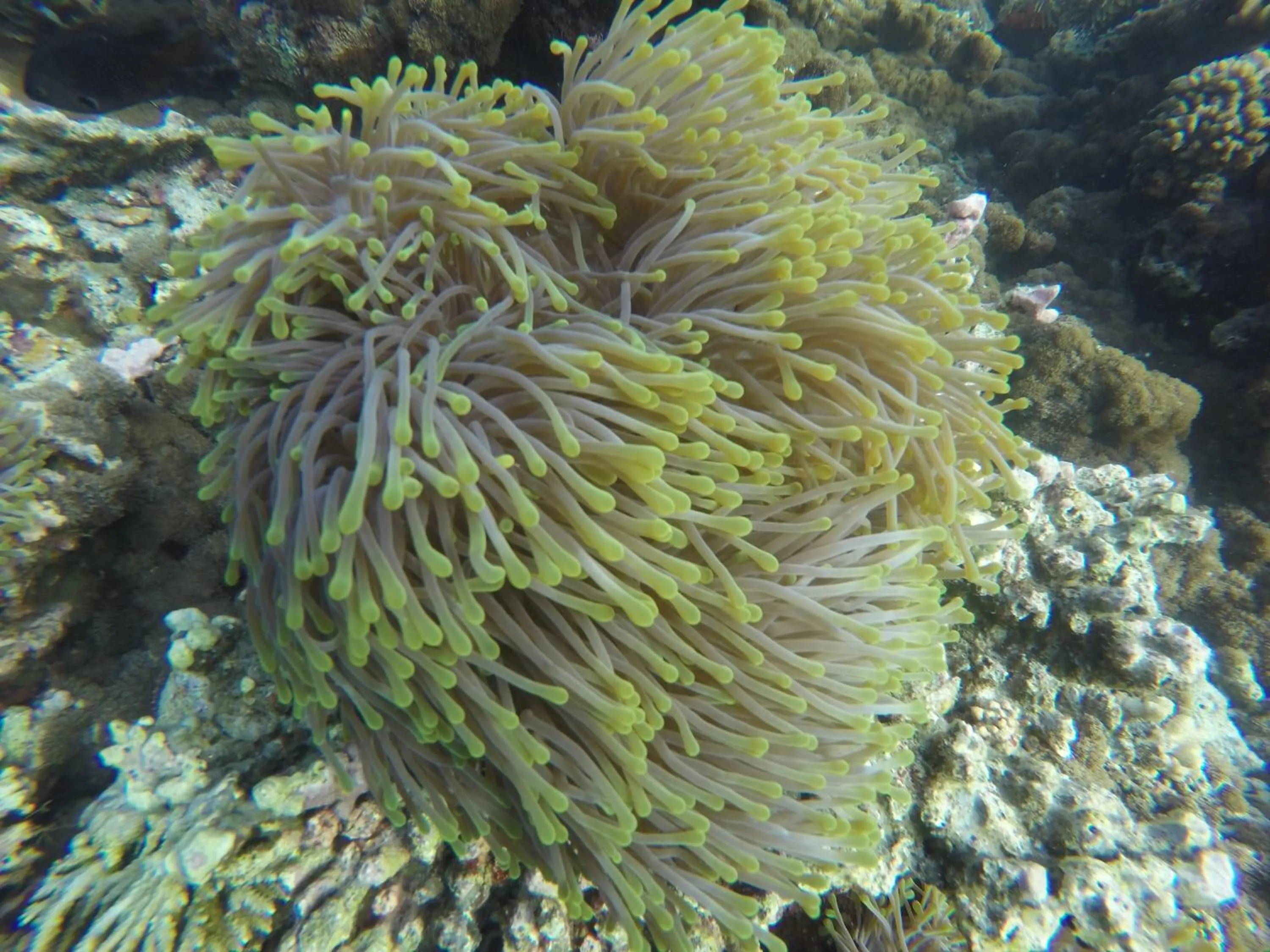 Diving in Origami Inn Himandhoo