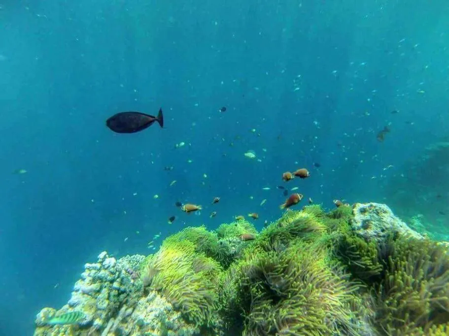Diving in Origami Inn Himandhoo