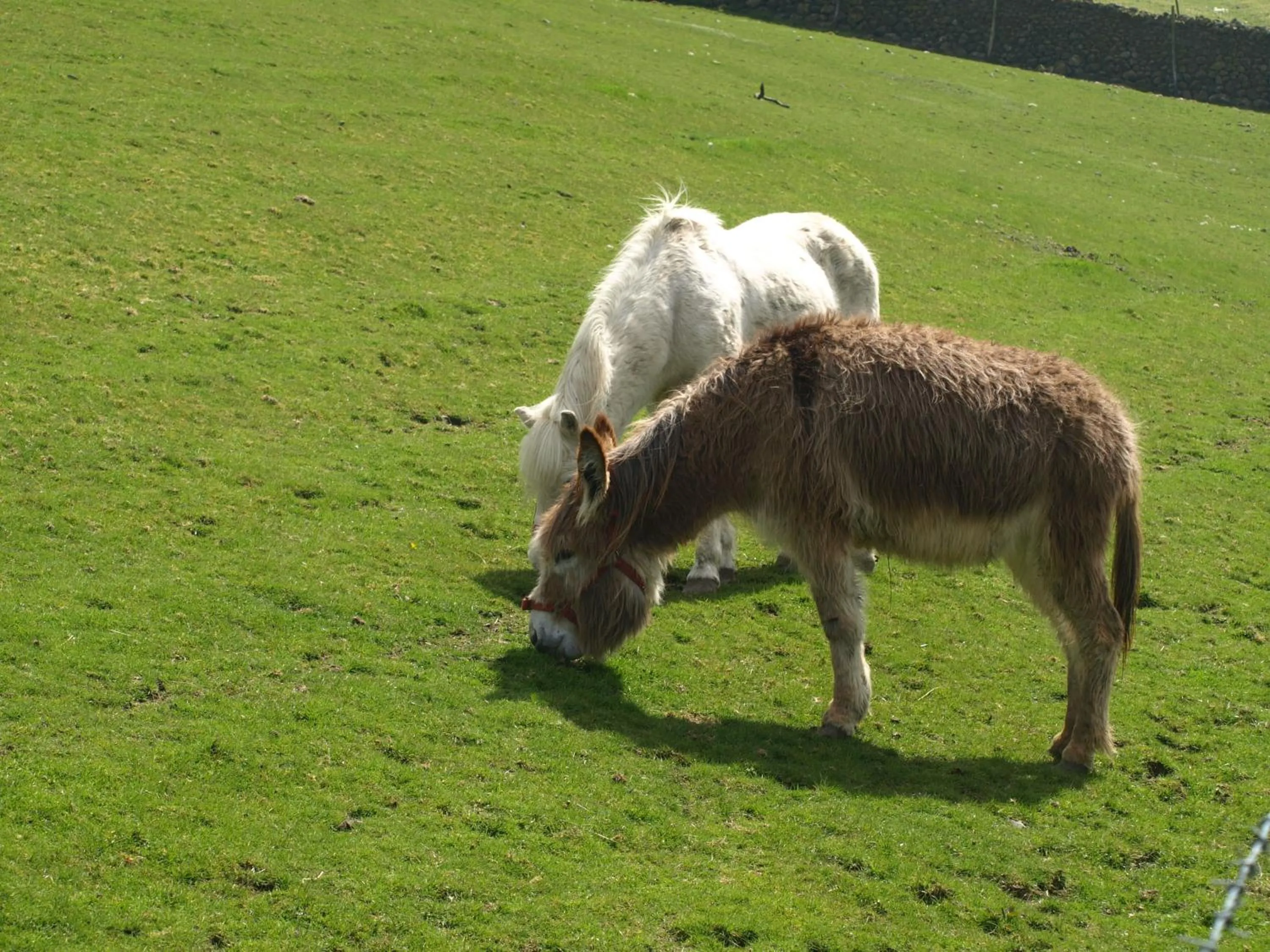 Animals in Barn-Gill House
