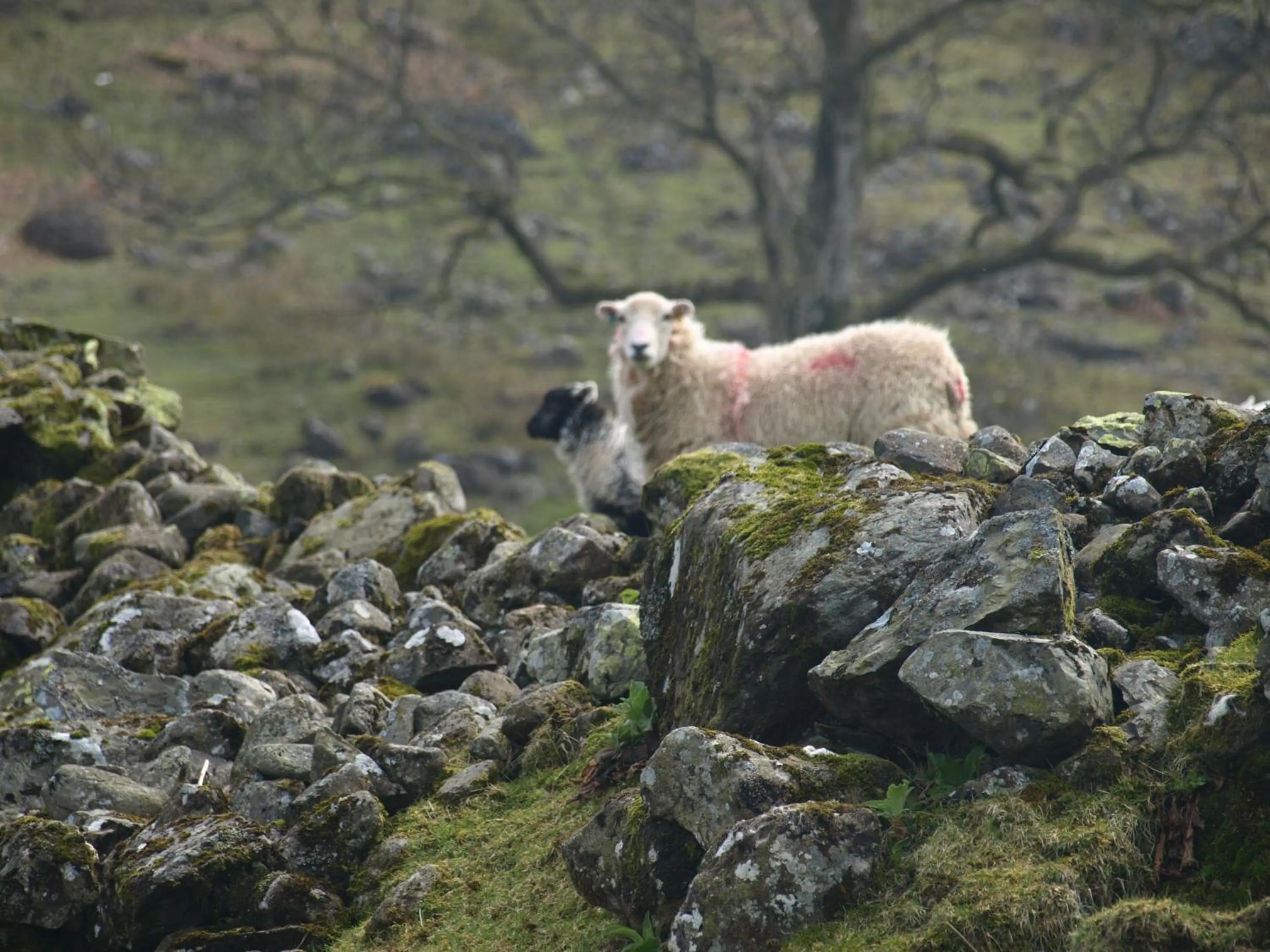 Natural landscape in Barn-Gill House