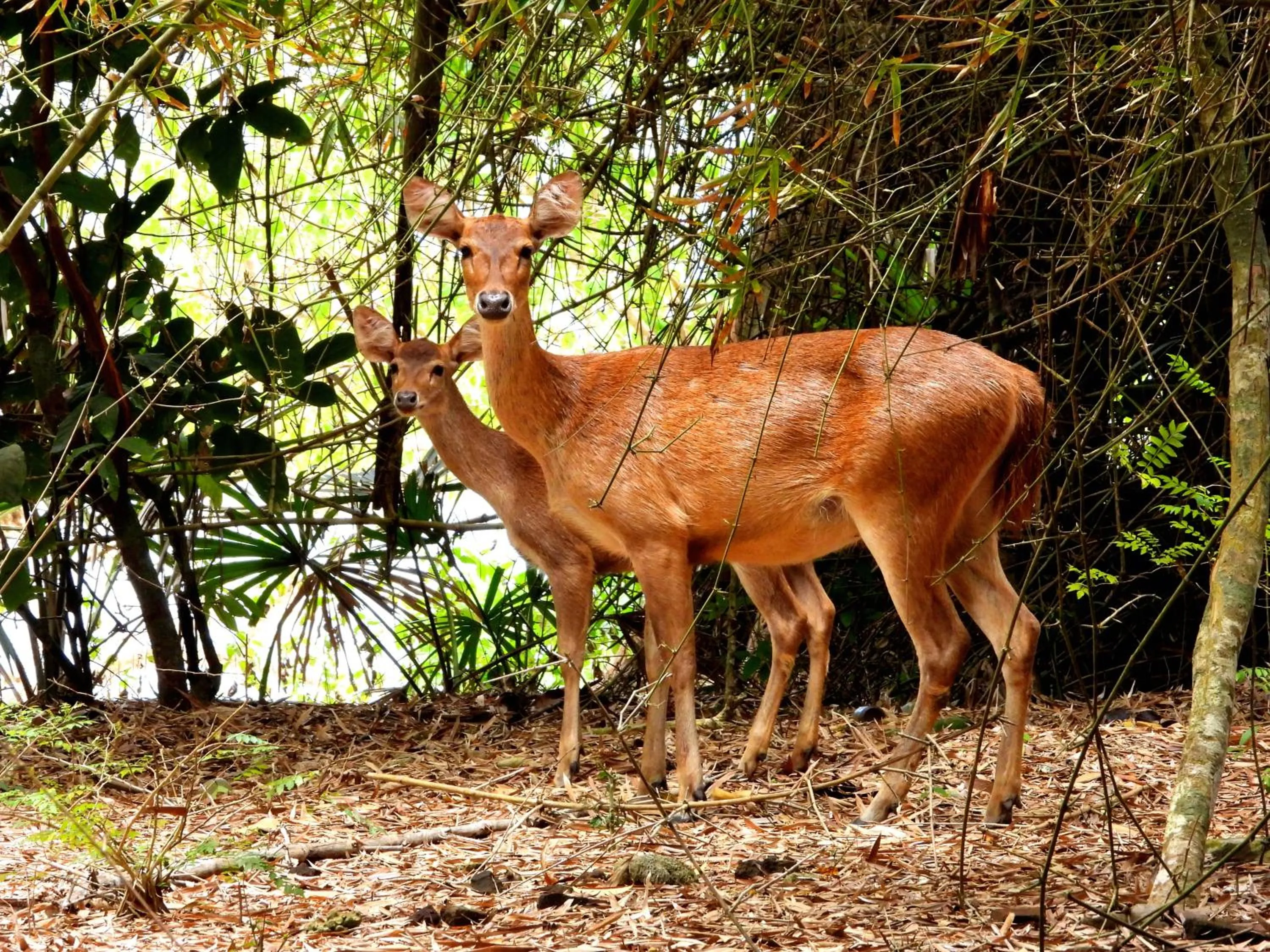 Natural landscape in Jawa Jiwa G-Land Resort