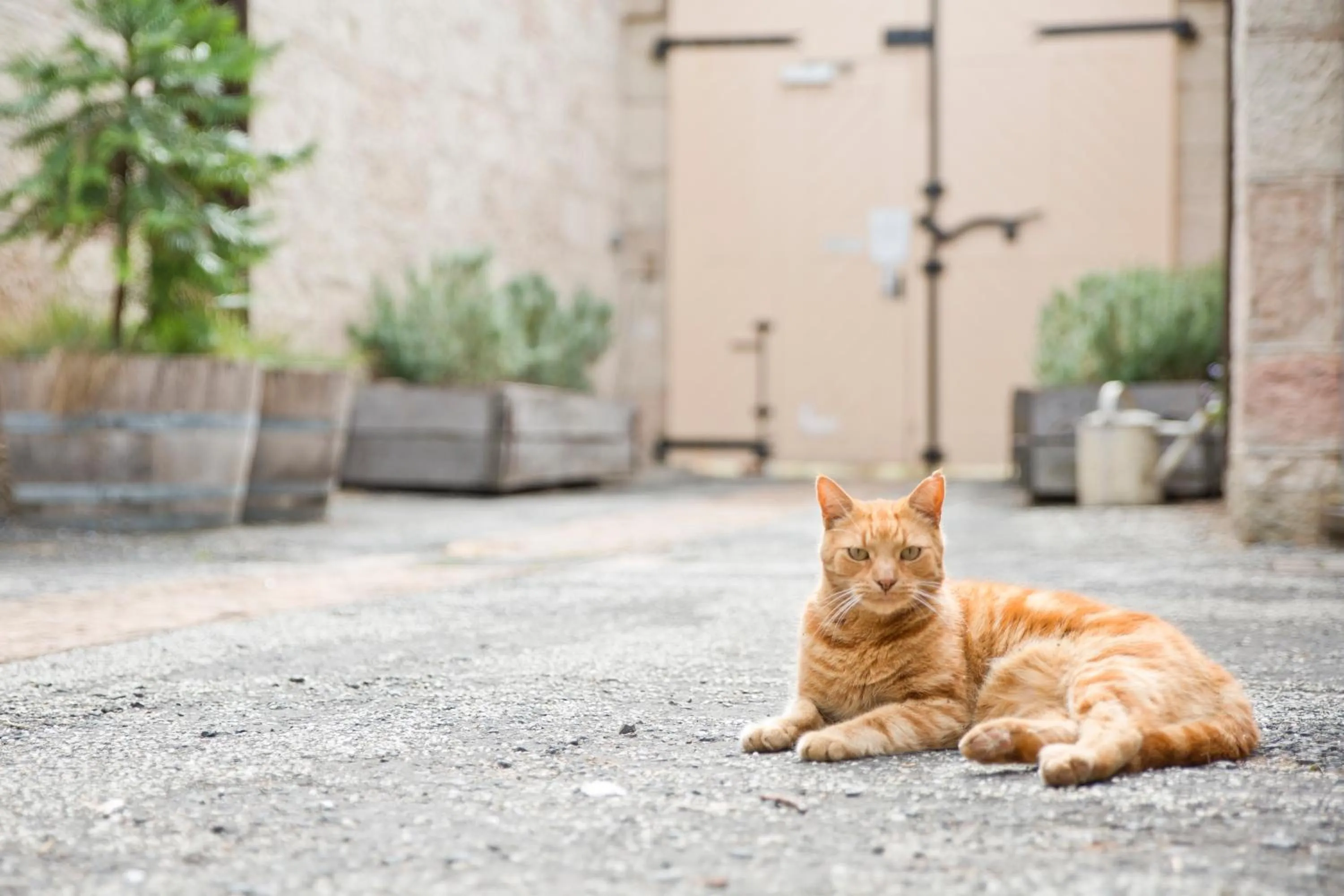 Pets in The Old Mount Gambier Gaol