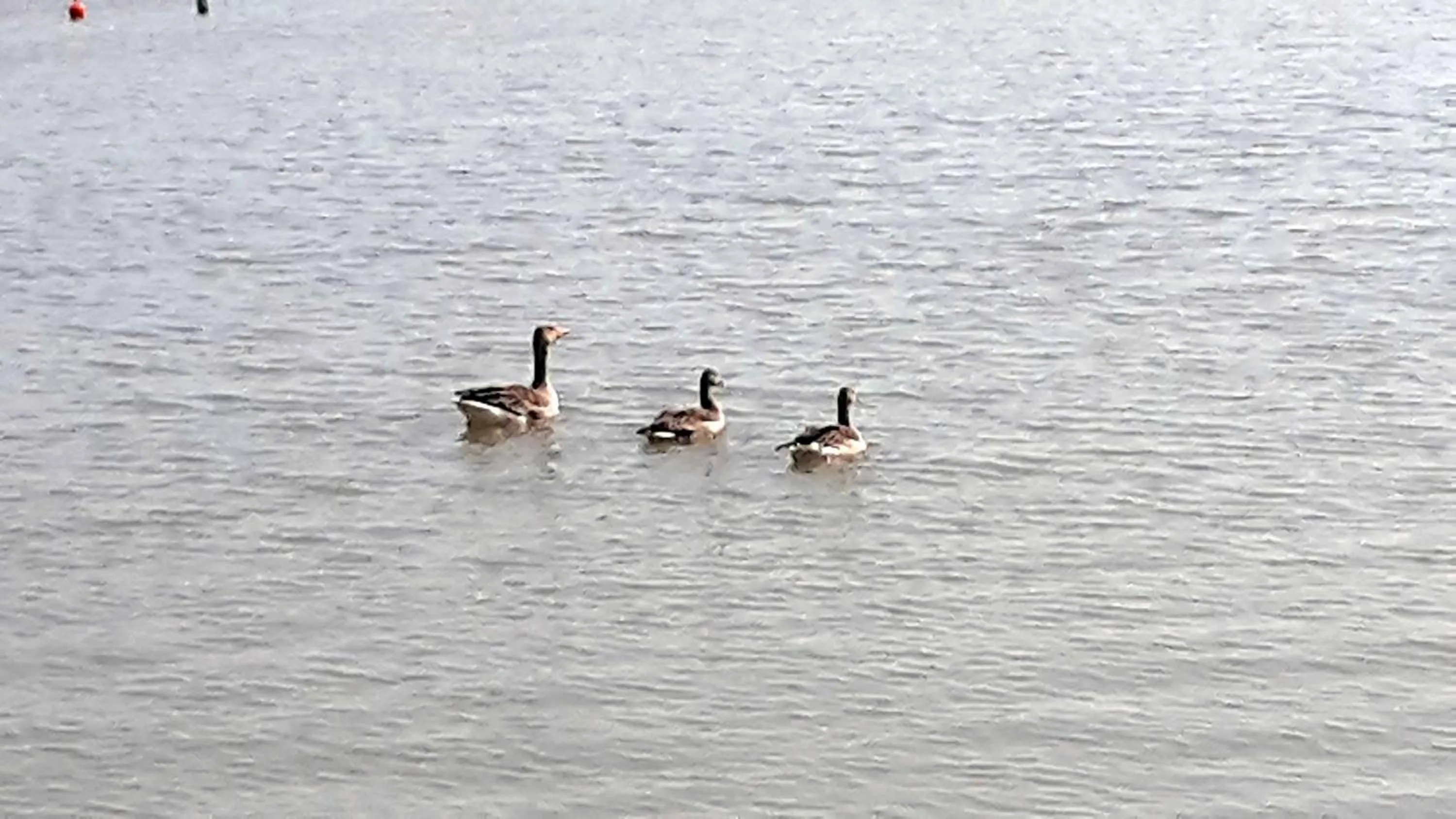 Lake view in Hotel am See Rust