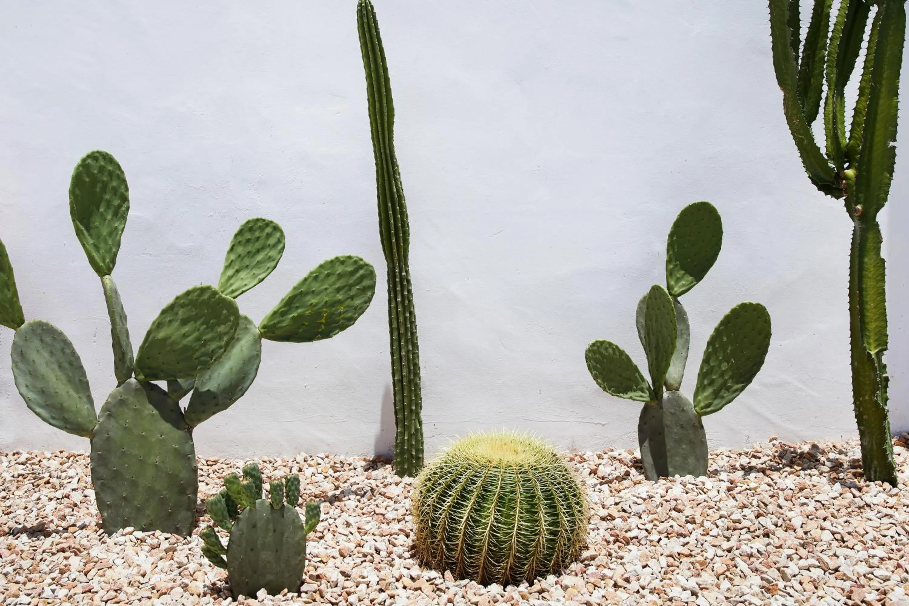 Garden in Tessa's on the Beach