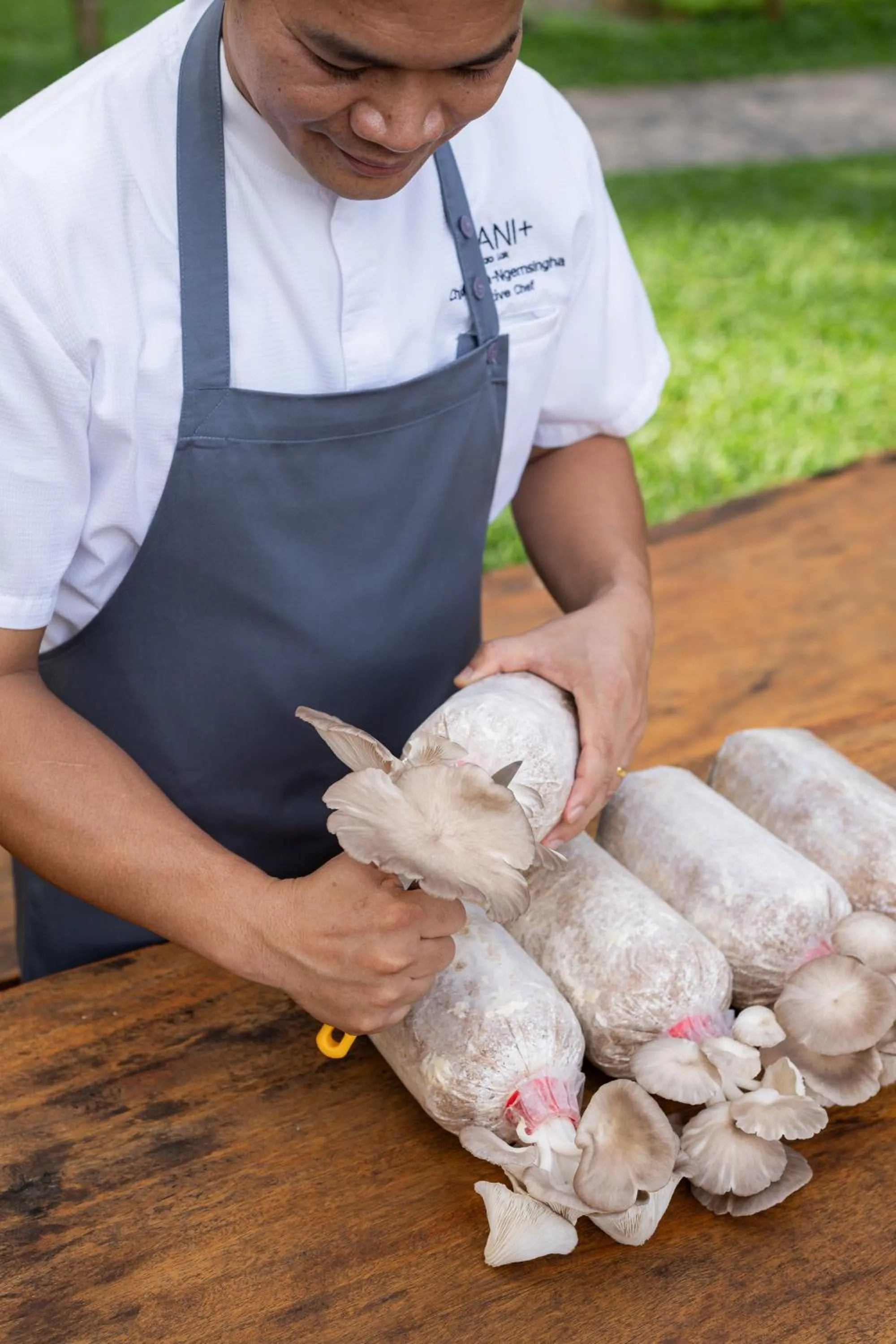 Garden in Avani Plus Khao Lak Resort