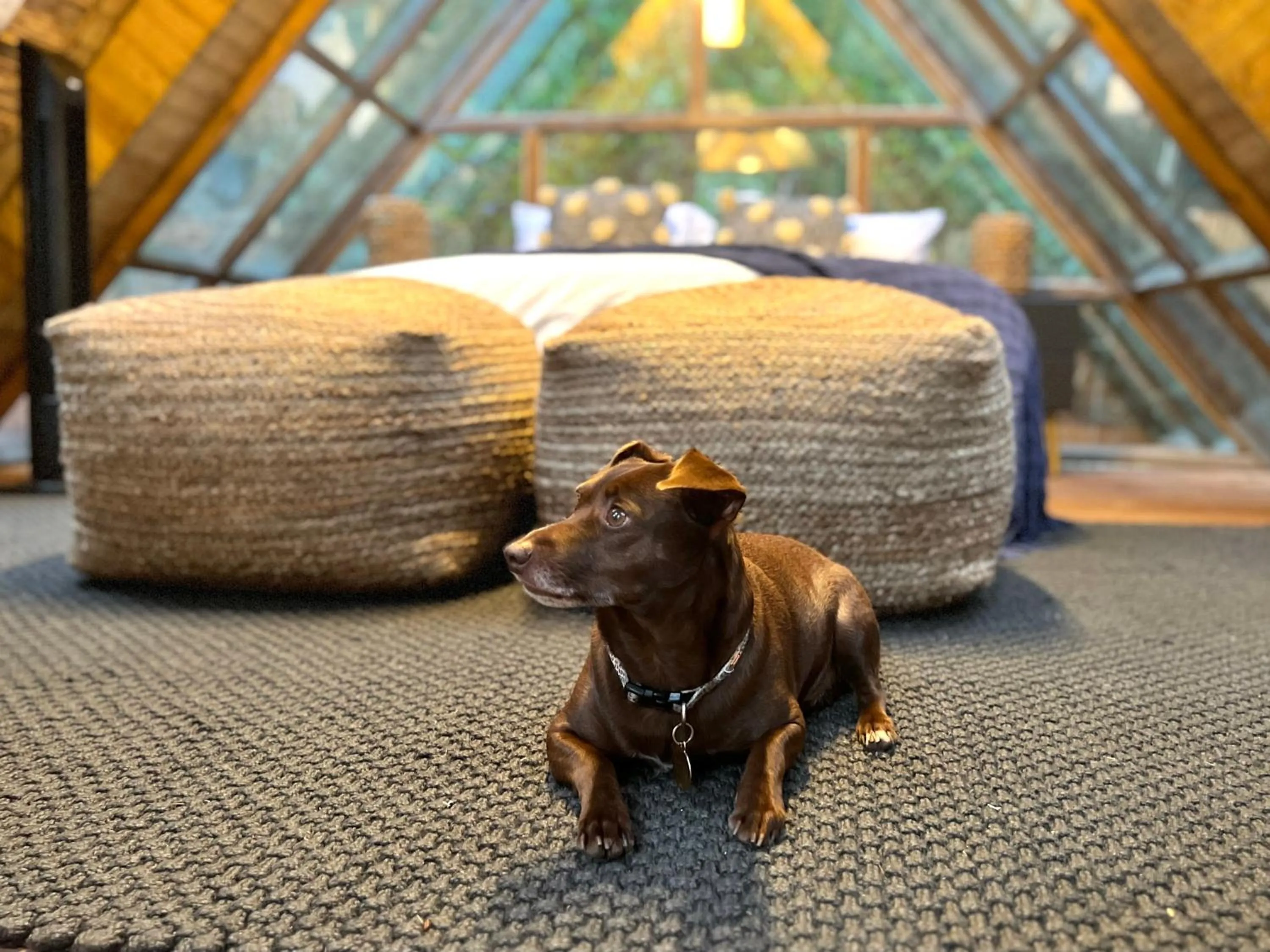 Pets in BubbleSky Glamping Guatapé