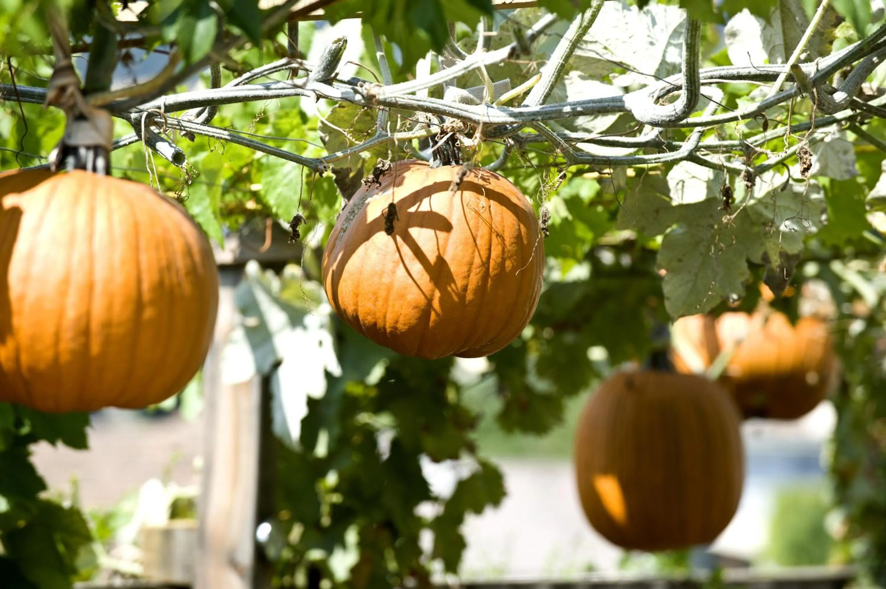 Other in mittendorf klimaresidence