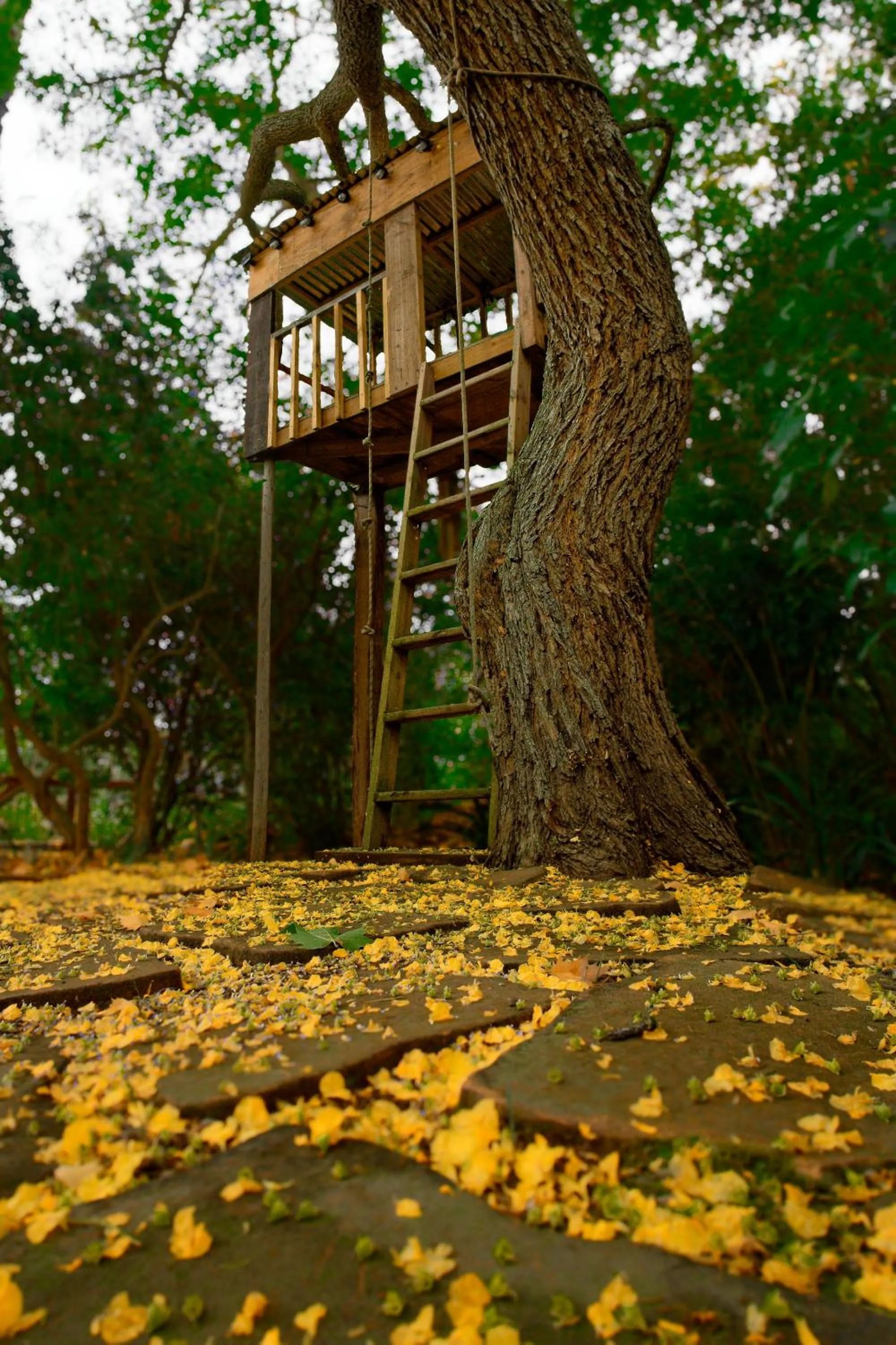 Garden in BWHALE guest house B&B