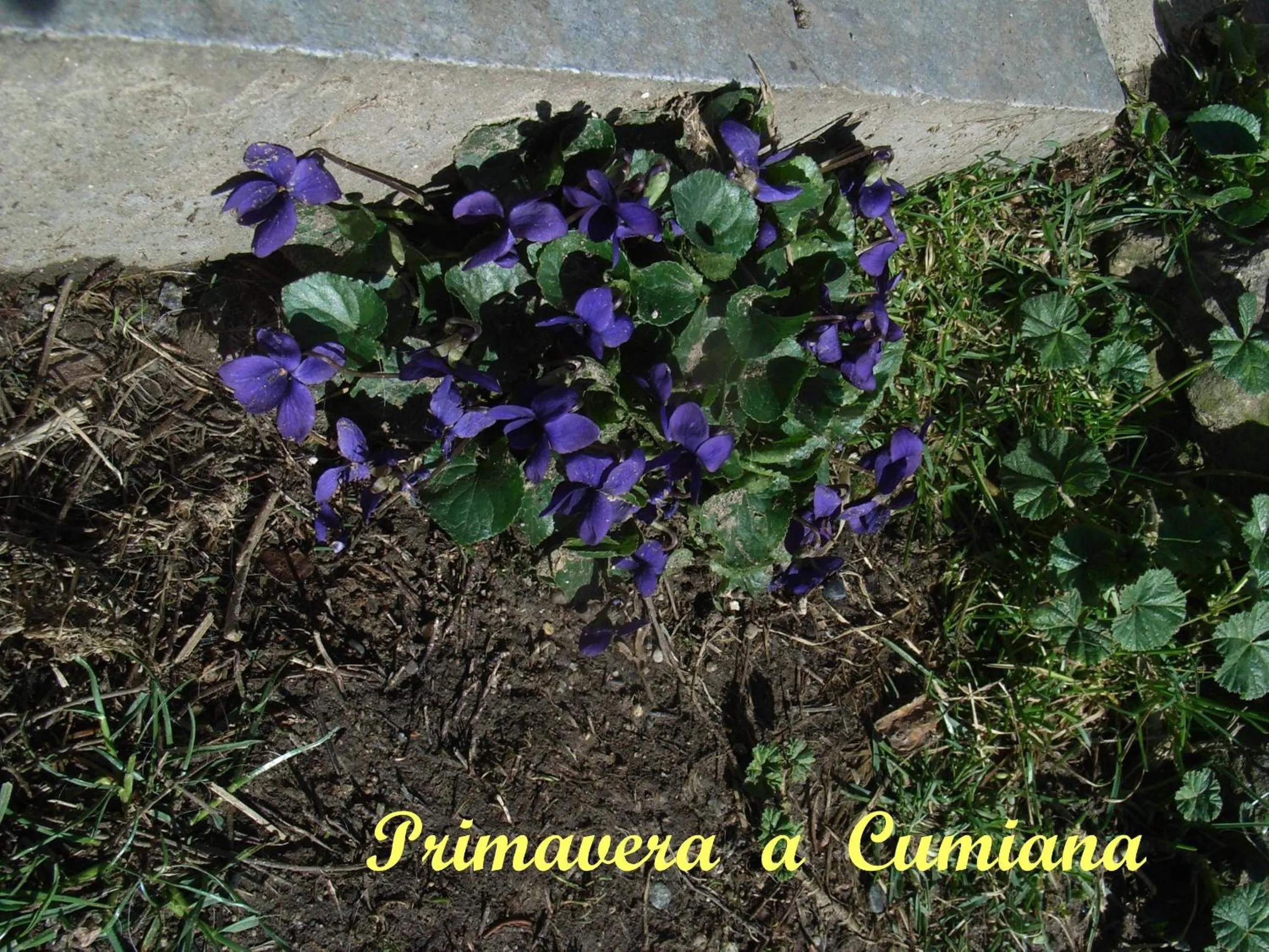 Garden view in U Tej