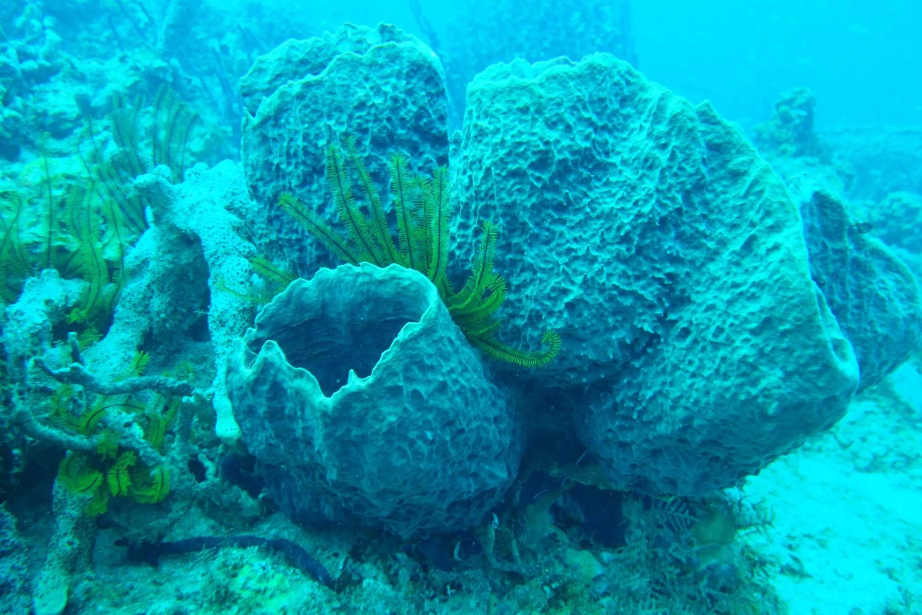 Snorkeling in Marigot Palms Luxury Caribbean Apartment Suites