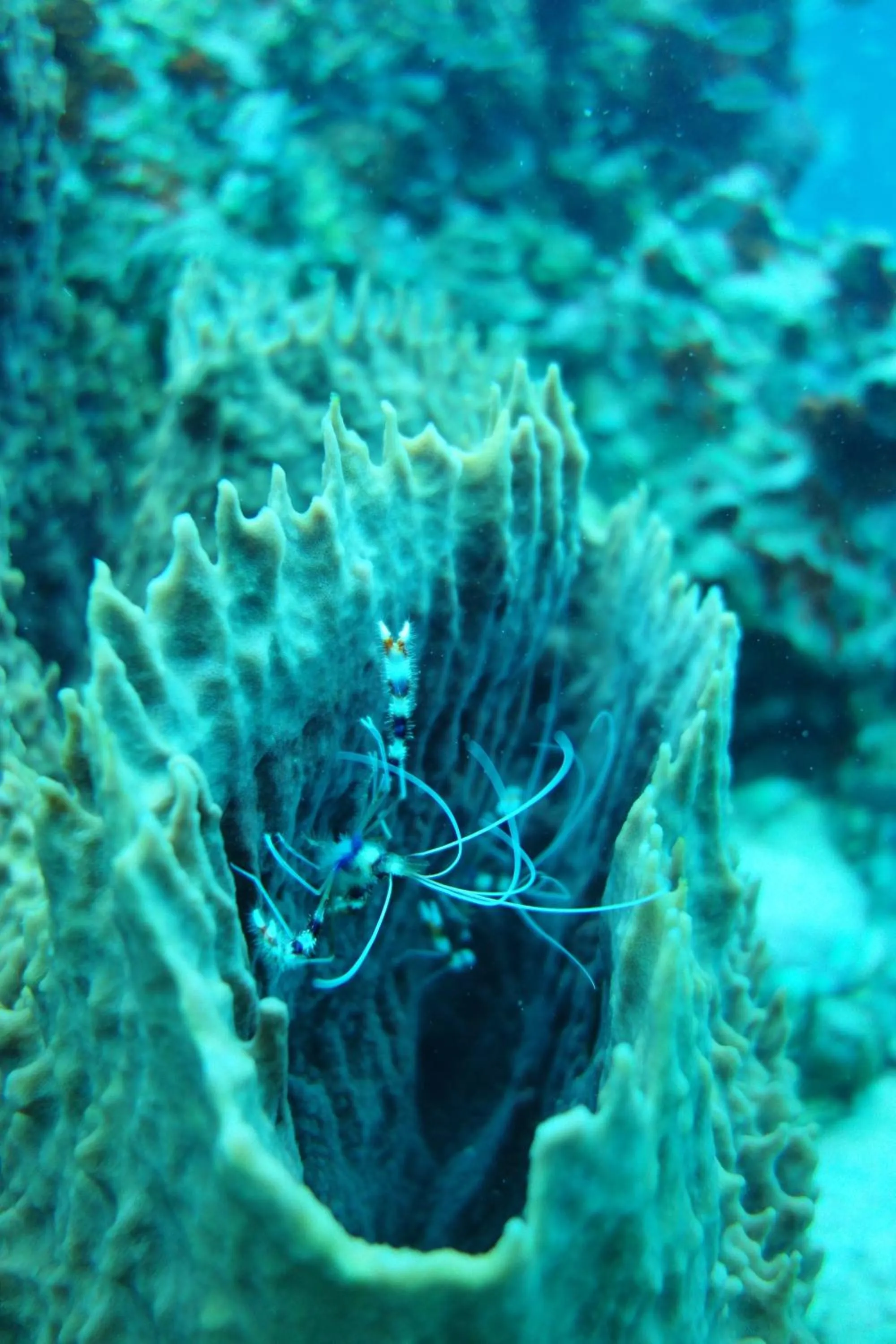 Snorkeling in Marigot Palms Luxury Caribbean Apartment Suites