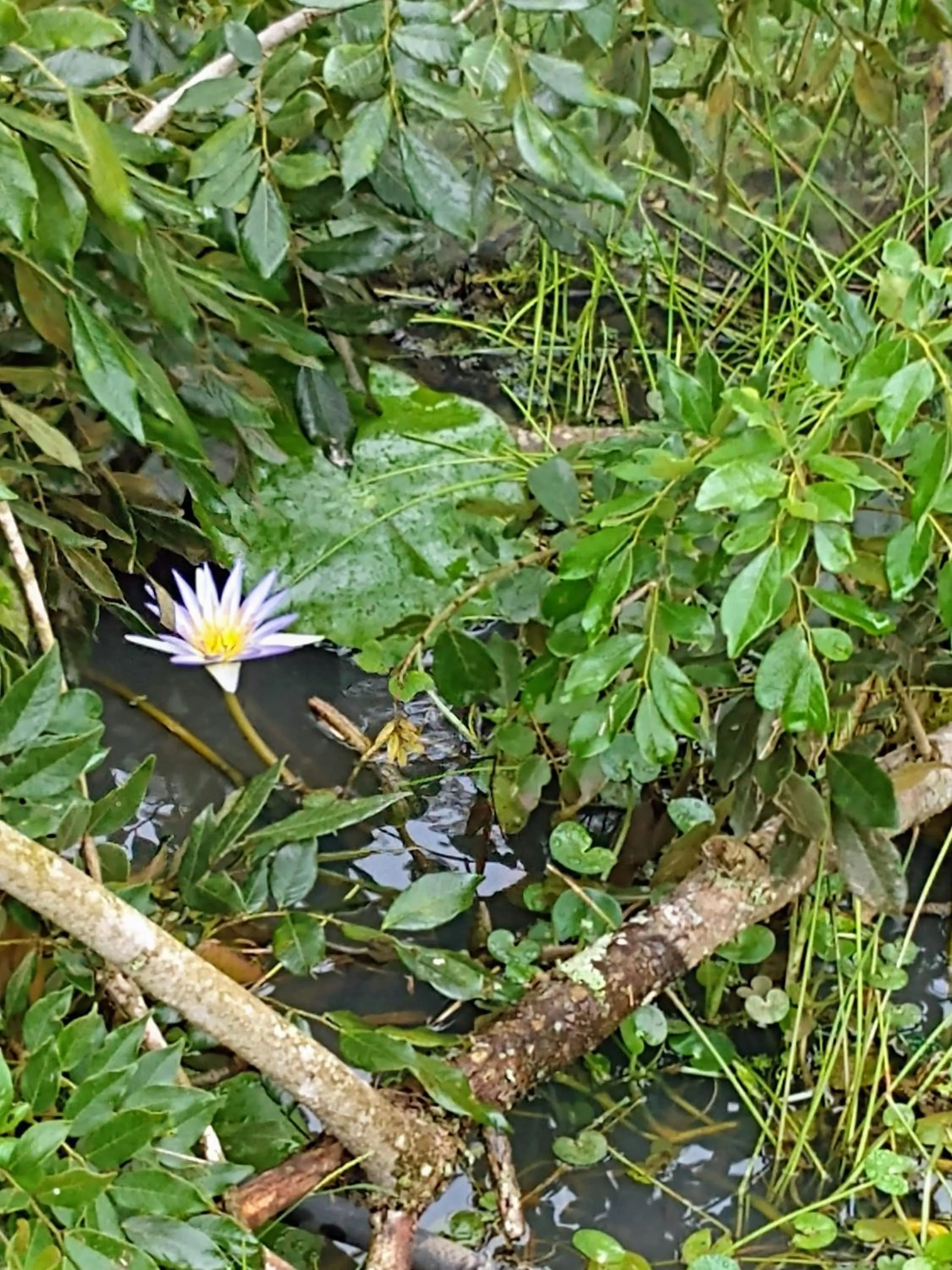 Natural landscape in Pousada Realeza Atibaia