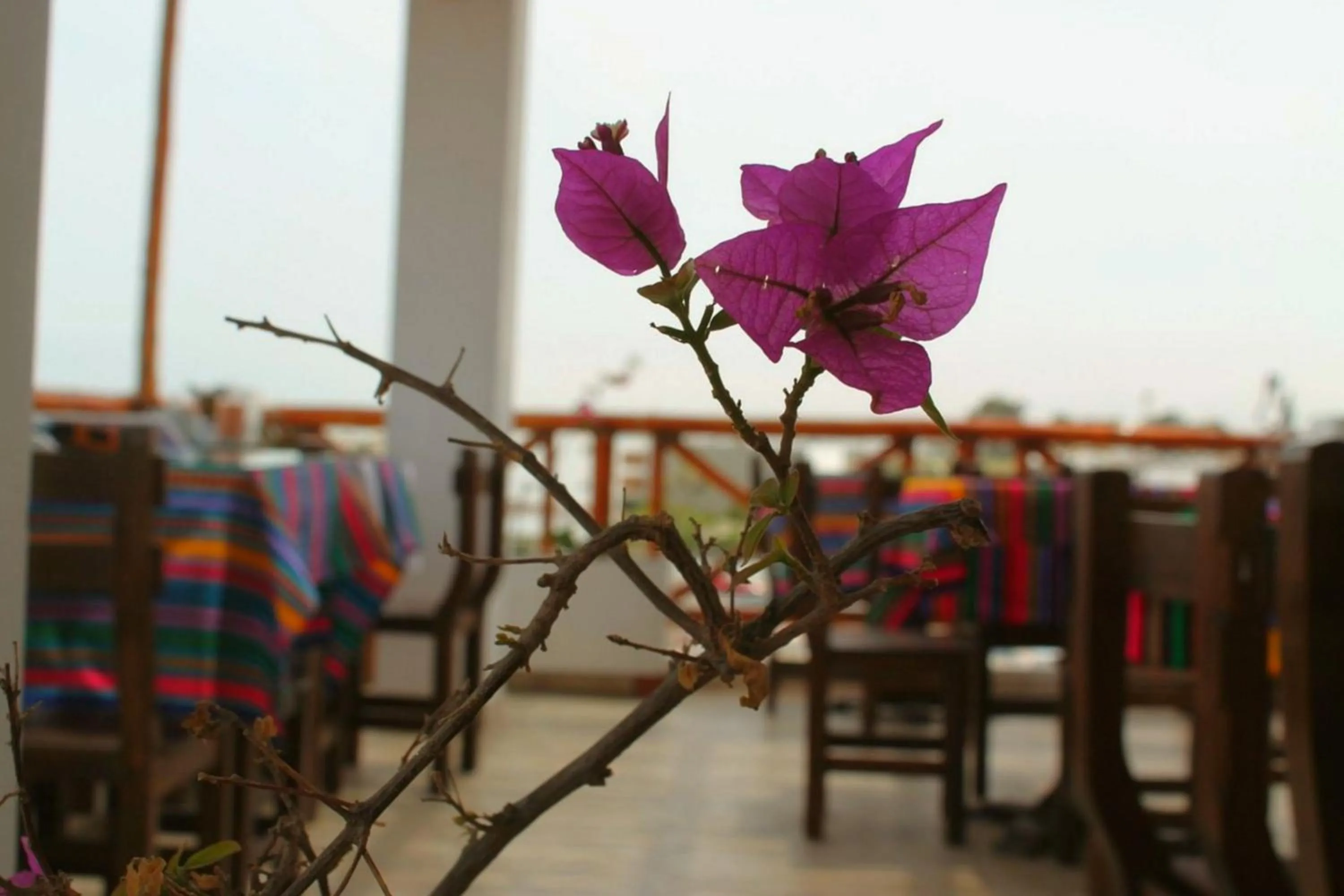 Restaurant/places to eat in El Gamonal - Paracas
