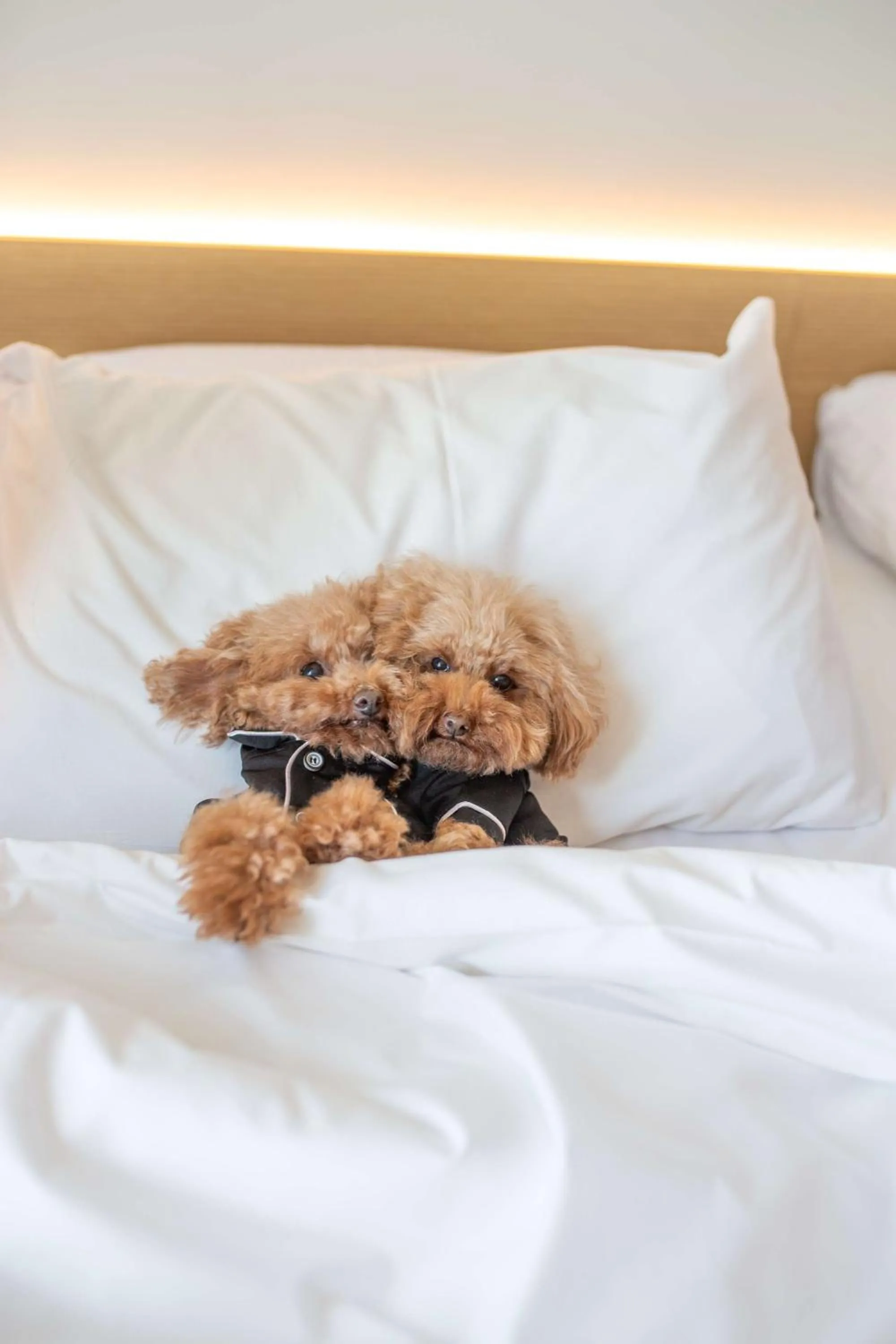 Bedroom, Bed in Hyatt Centric Melbourne