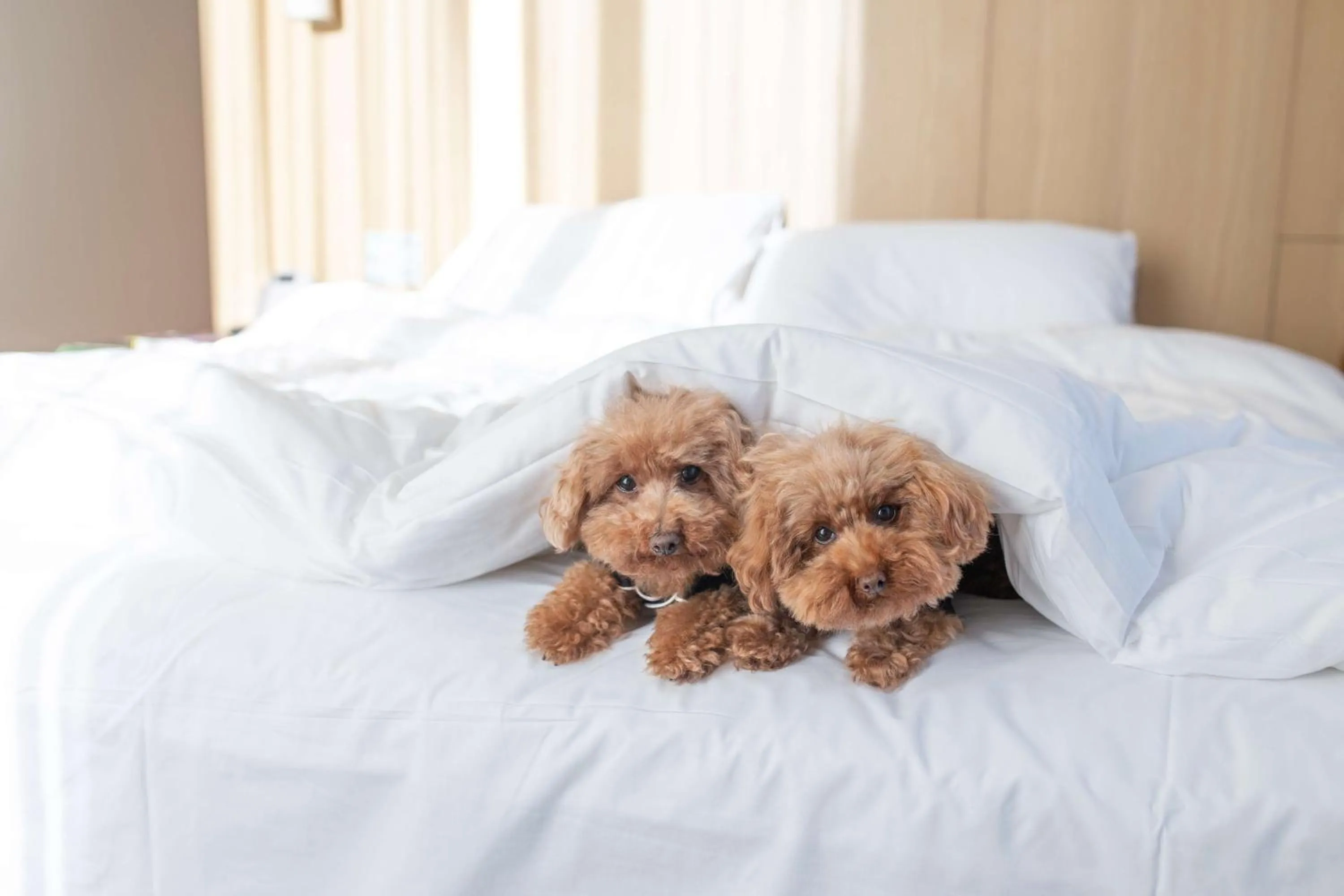 Bedroom, Bed in Hyatt Centric Melbourne