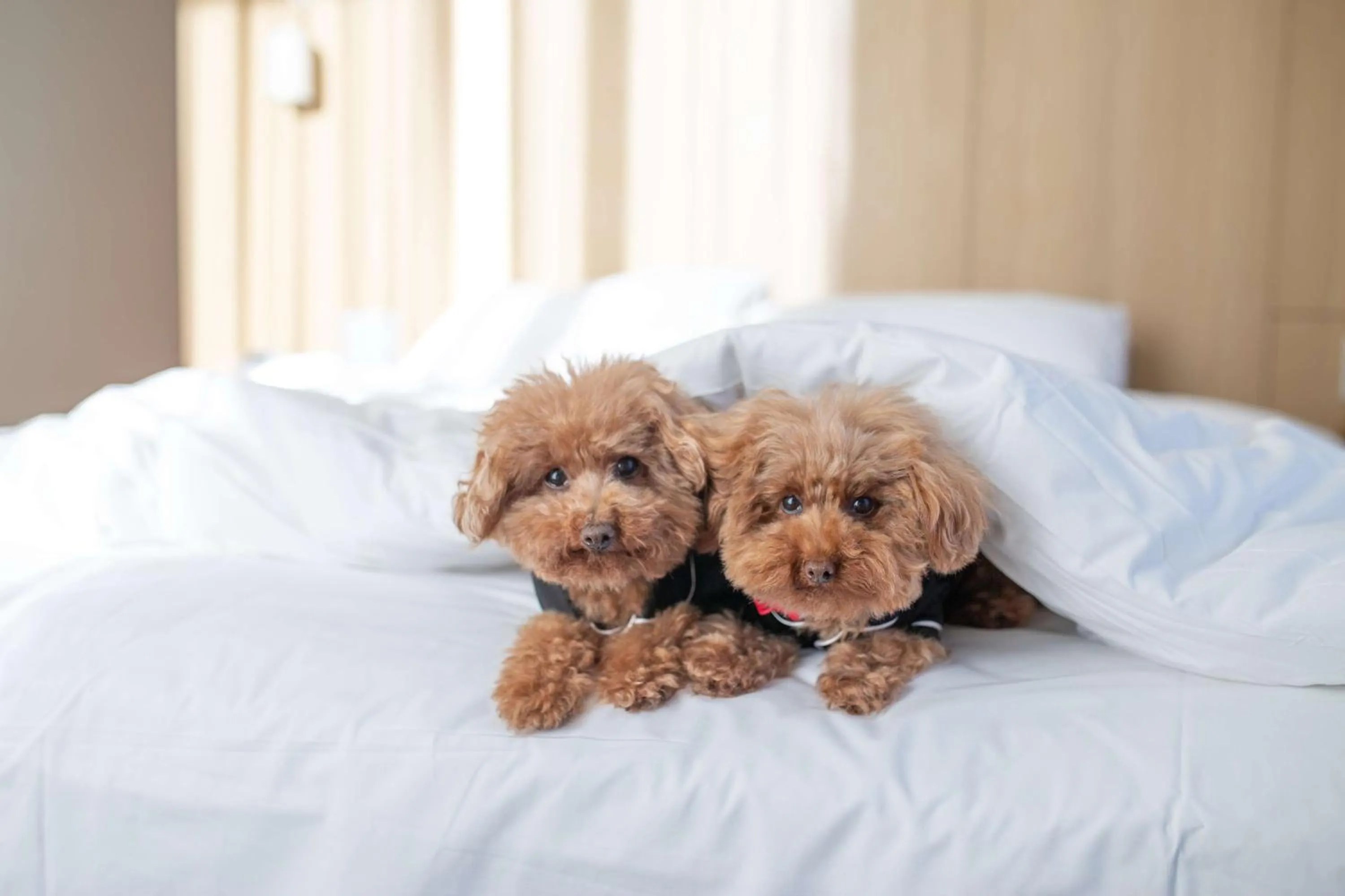 Bedroom, Bed in Hyatt Centric Melbourne