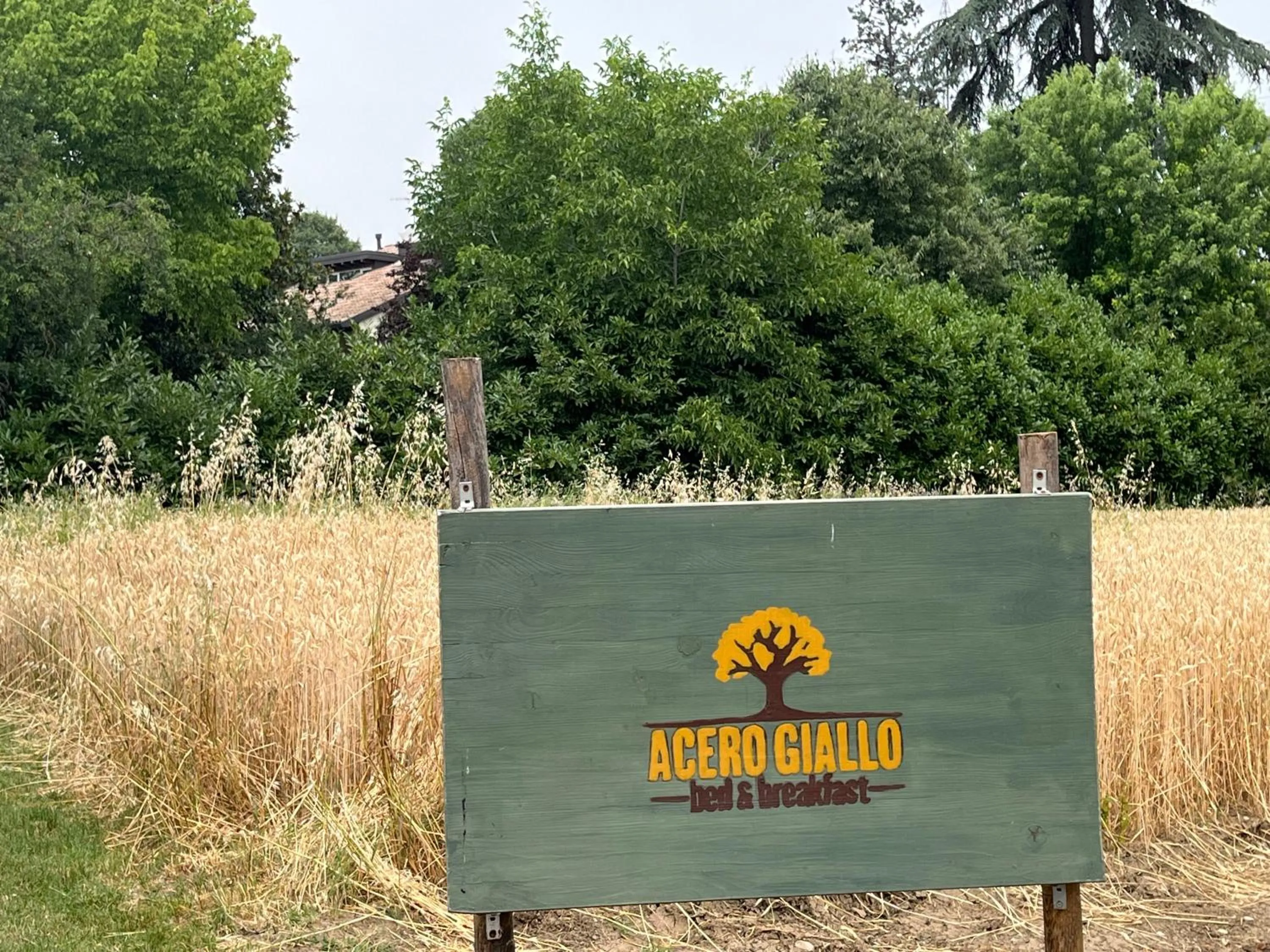 Acero Giallo