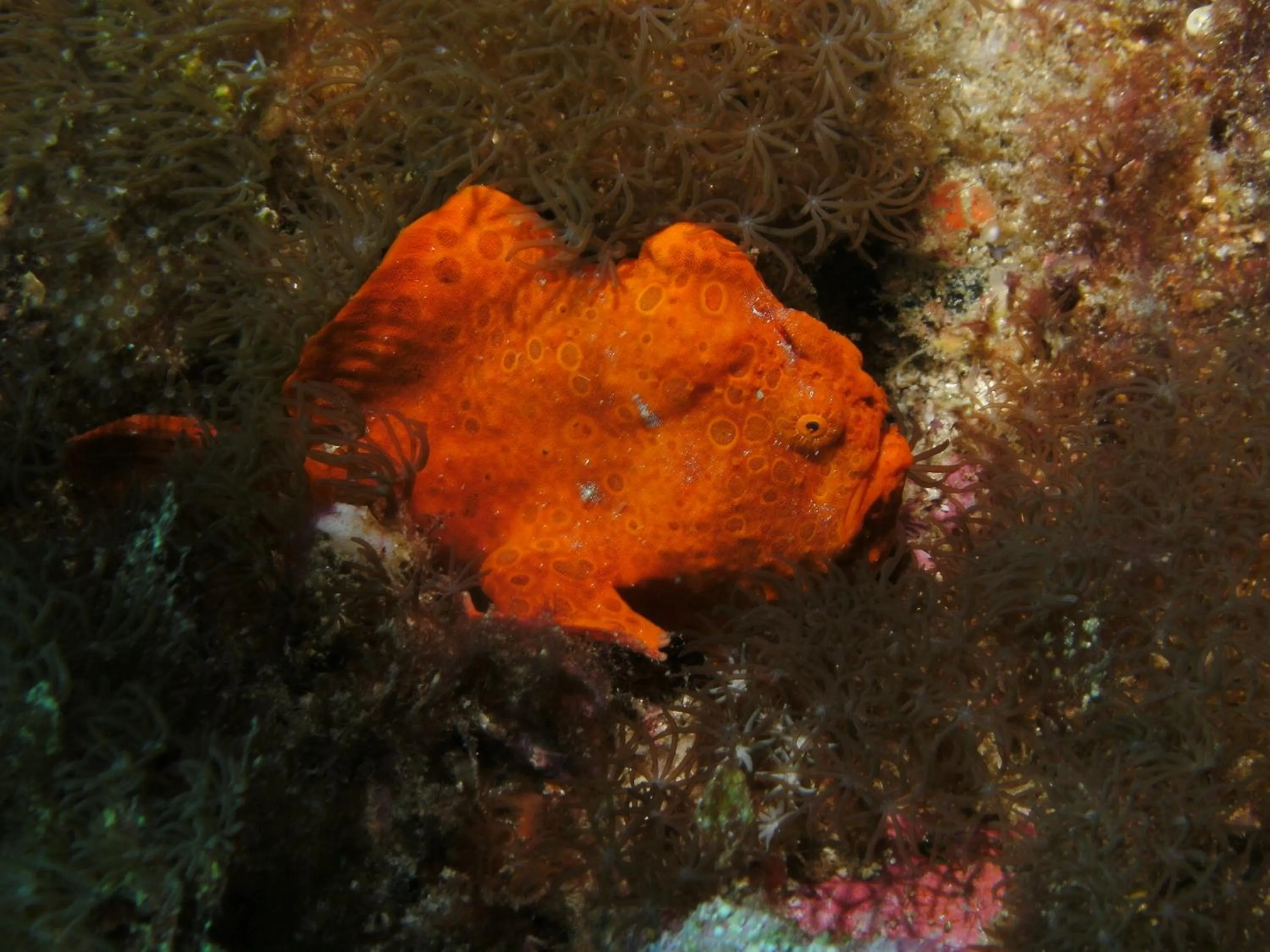 Animals in Bonita Oasis Beach Resort