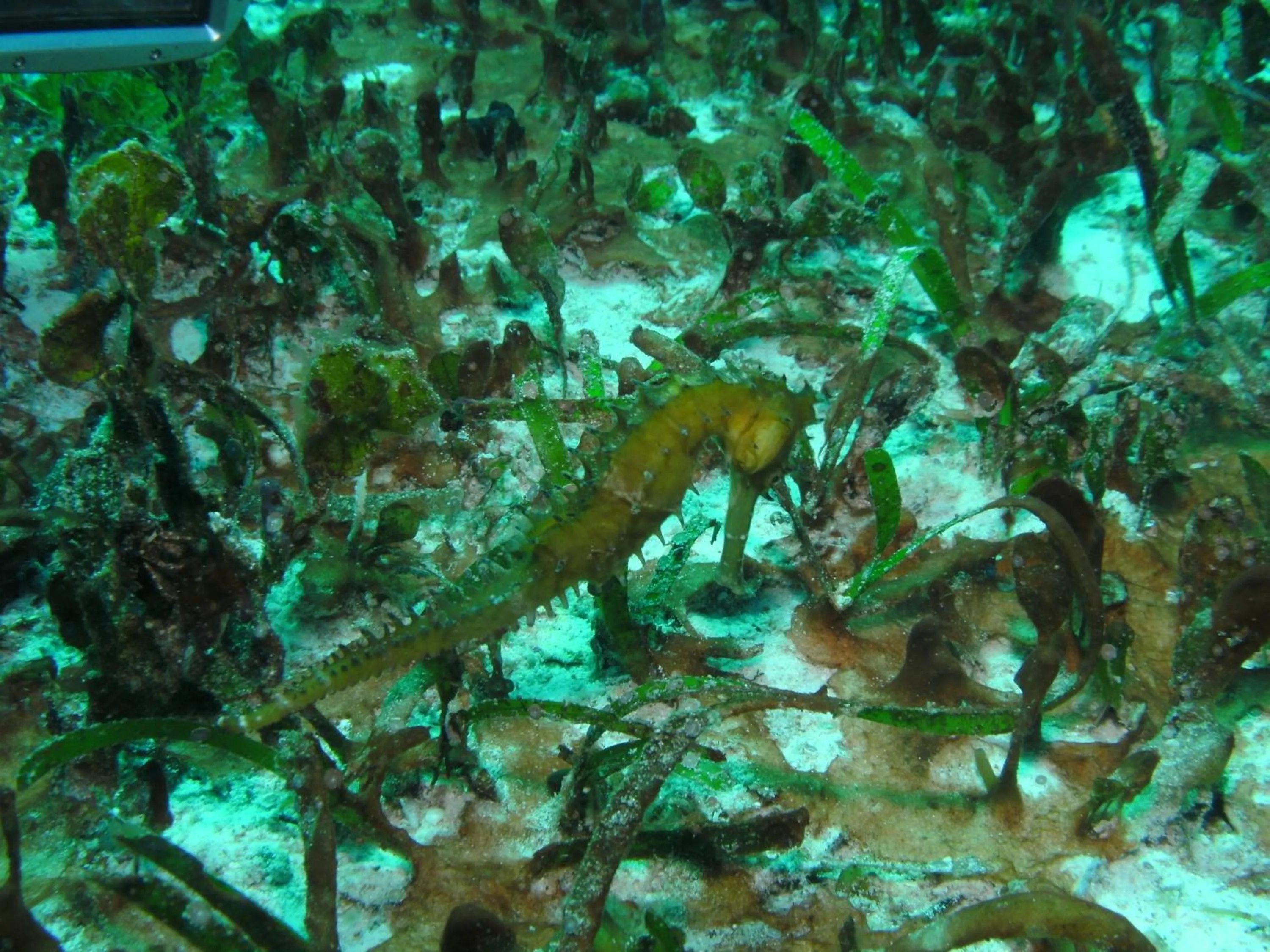 Animals in Bonita Oasis Beach Resort