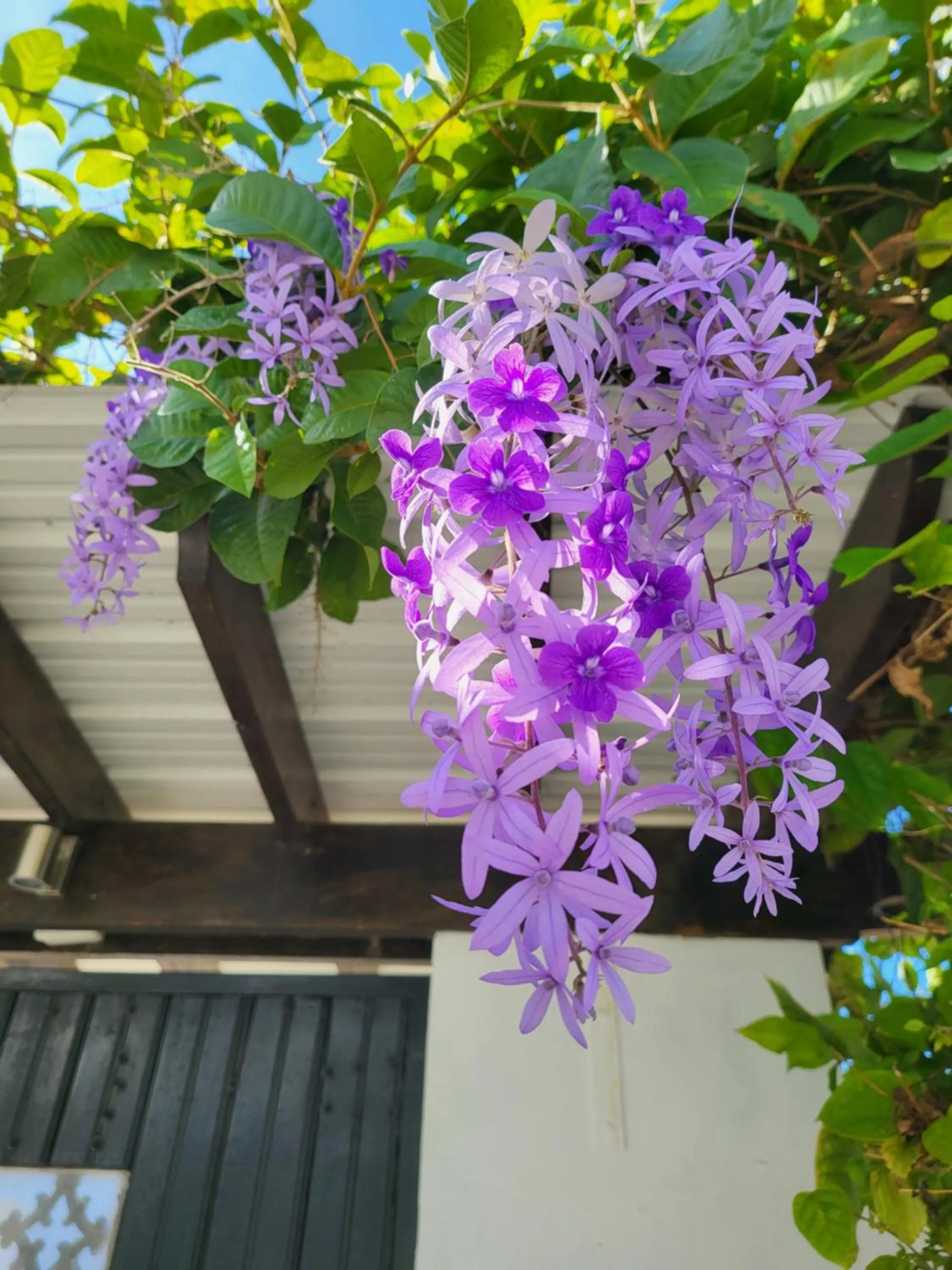 Garden in Villa Boscardi