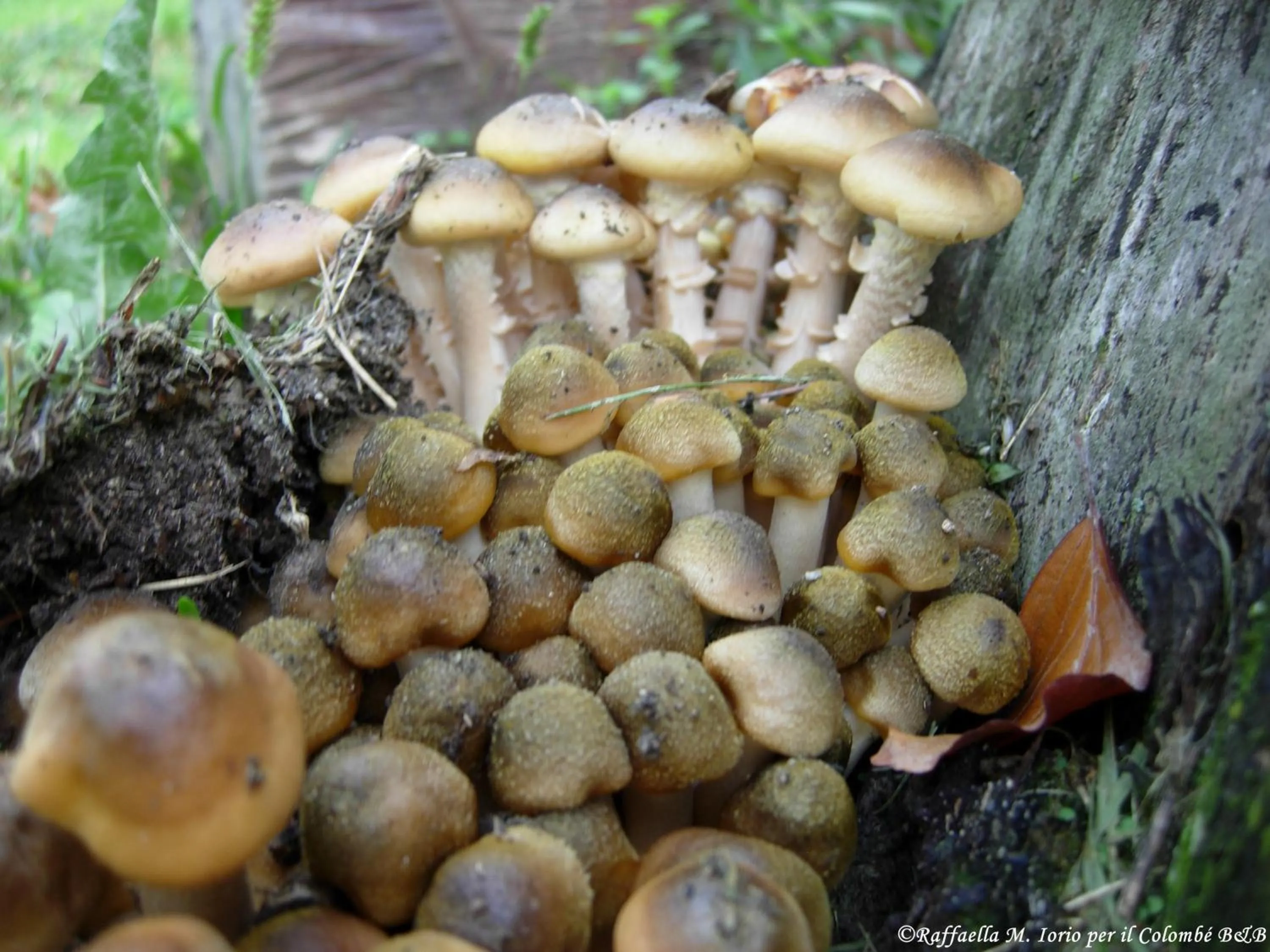 Garden in Il Colombé B&B