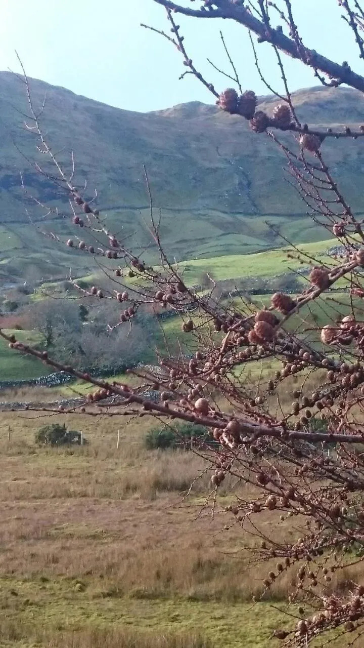 Natural landscape in Ryan's River Lodge B&B