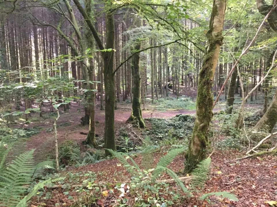 Natural landscape in Ryan's River Lodge B&B