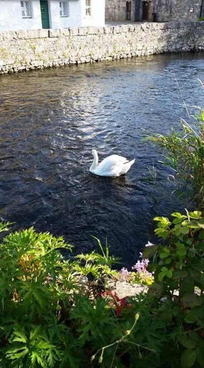 Natural landscape in Ryan's River Lodge B&B