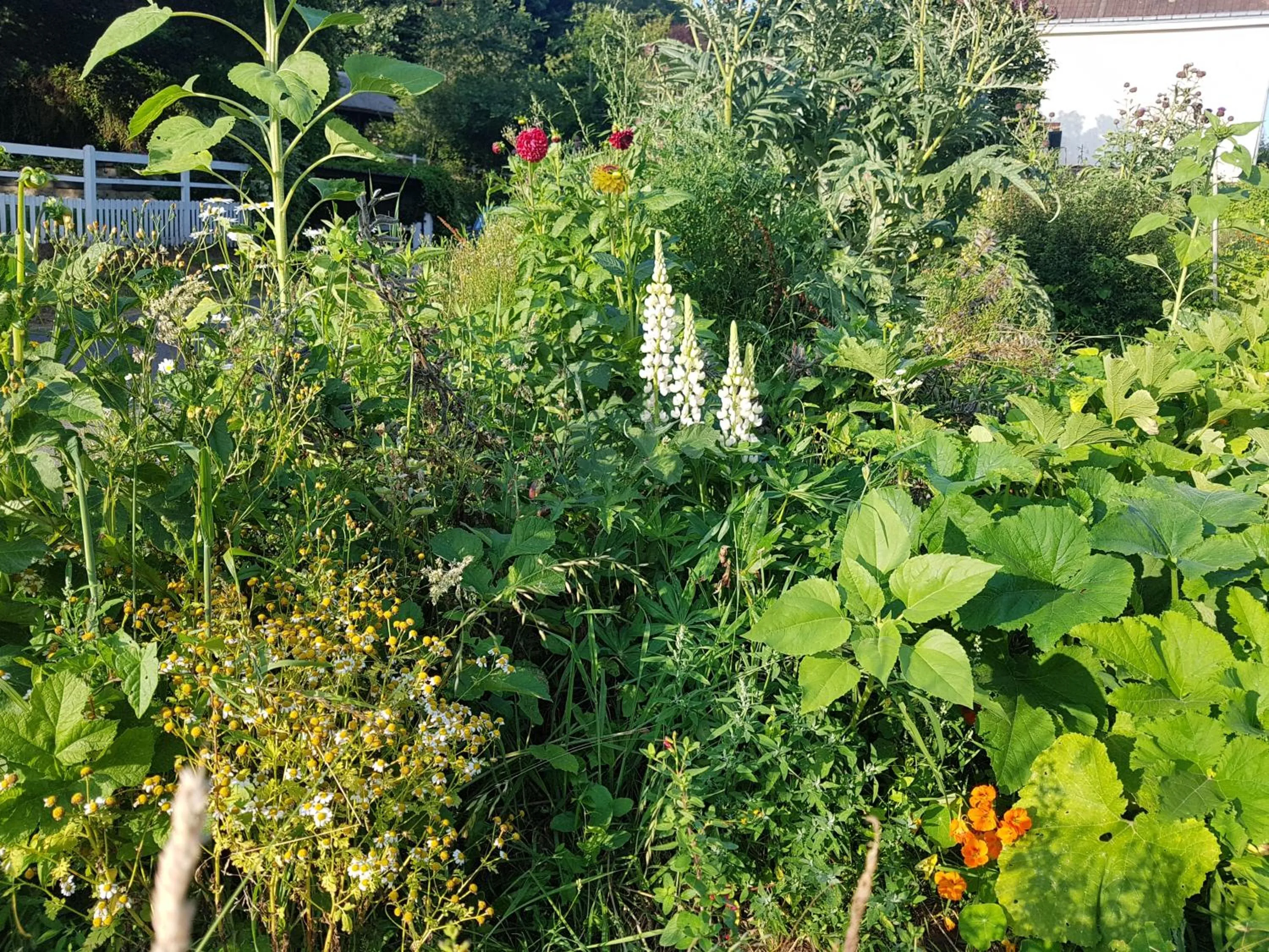 Garden view in LES LUPINS