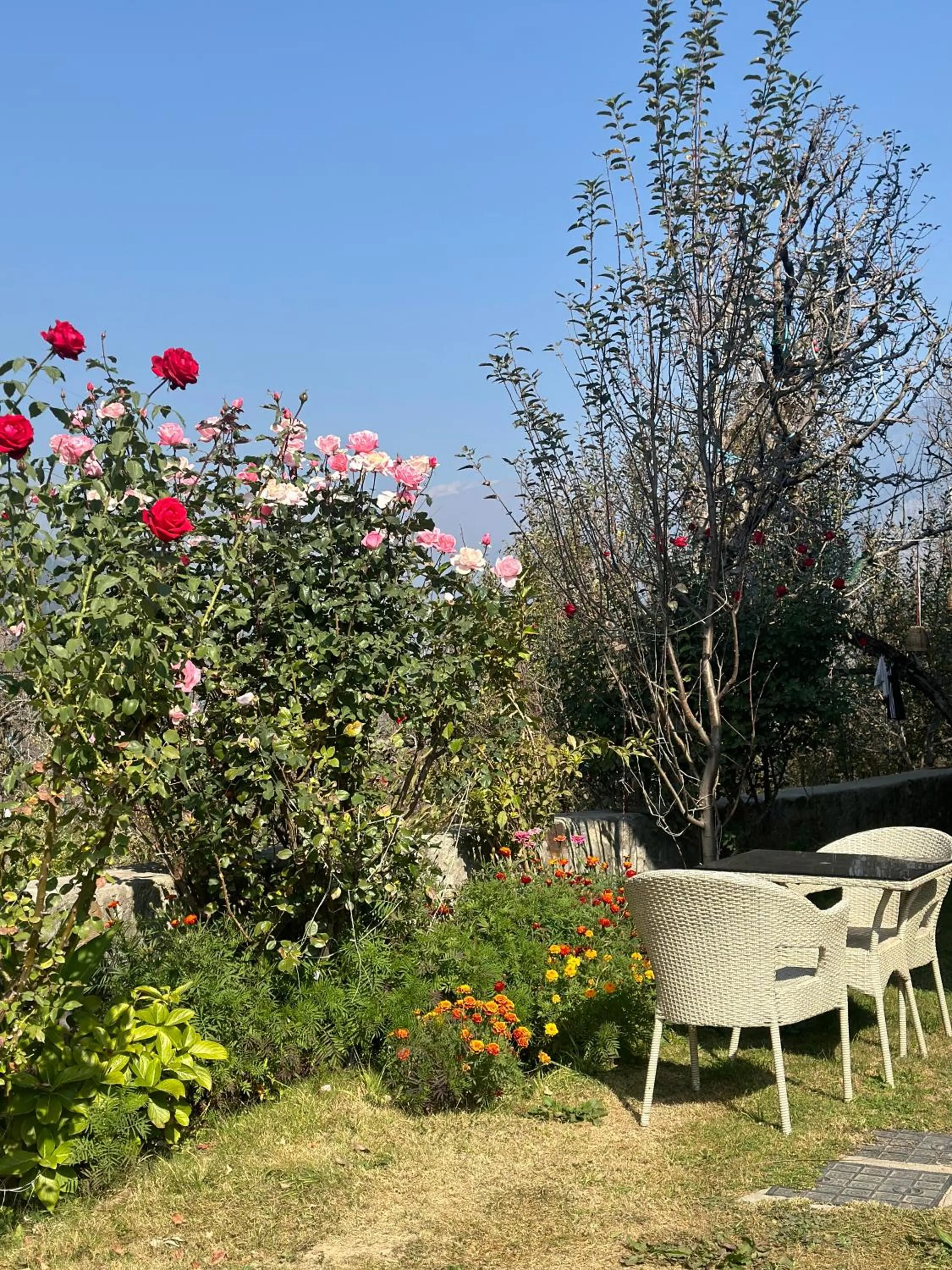 Garden in Amarys Boutique Stays Manali