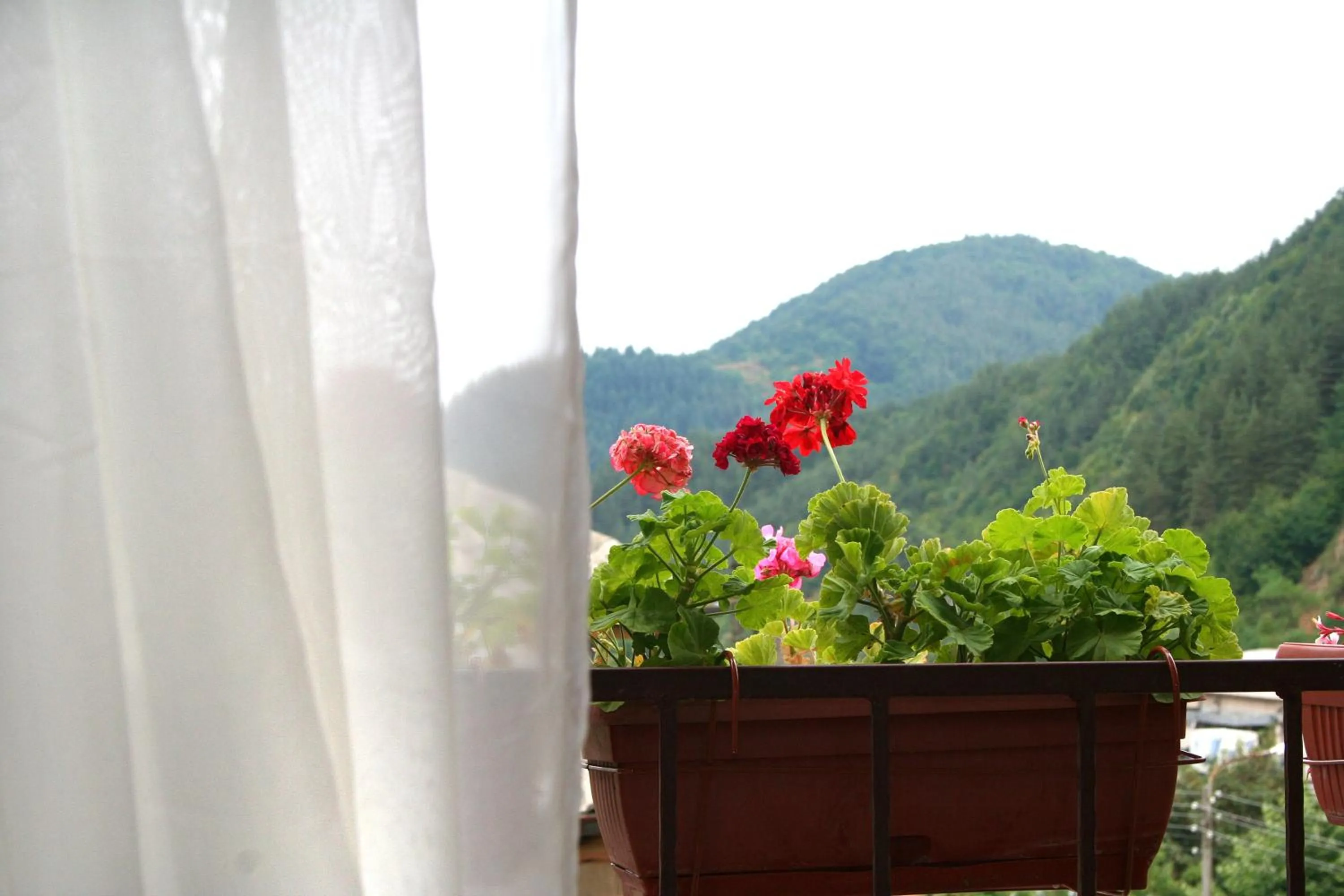View (from property/room) in Family Hotel Flora