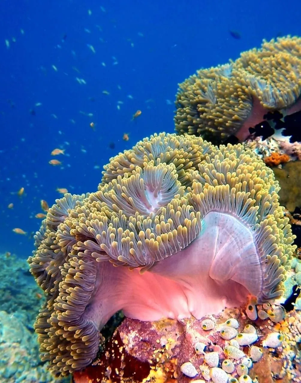 Diving in Sky Beach Maldives - Dhiffushi