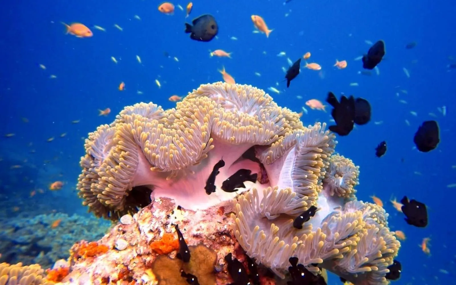 Diving in Sky Beach Maldives - Dhiffushi