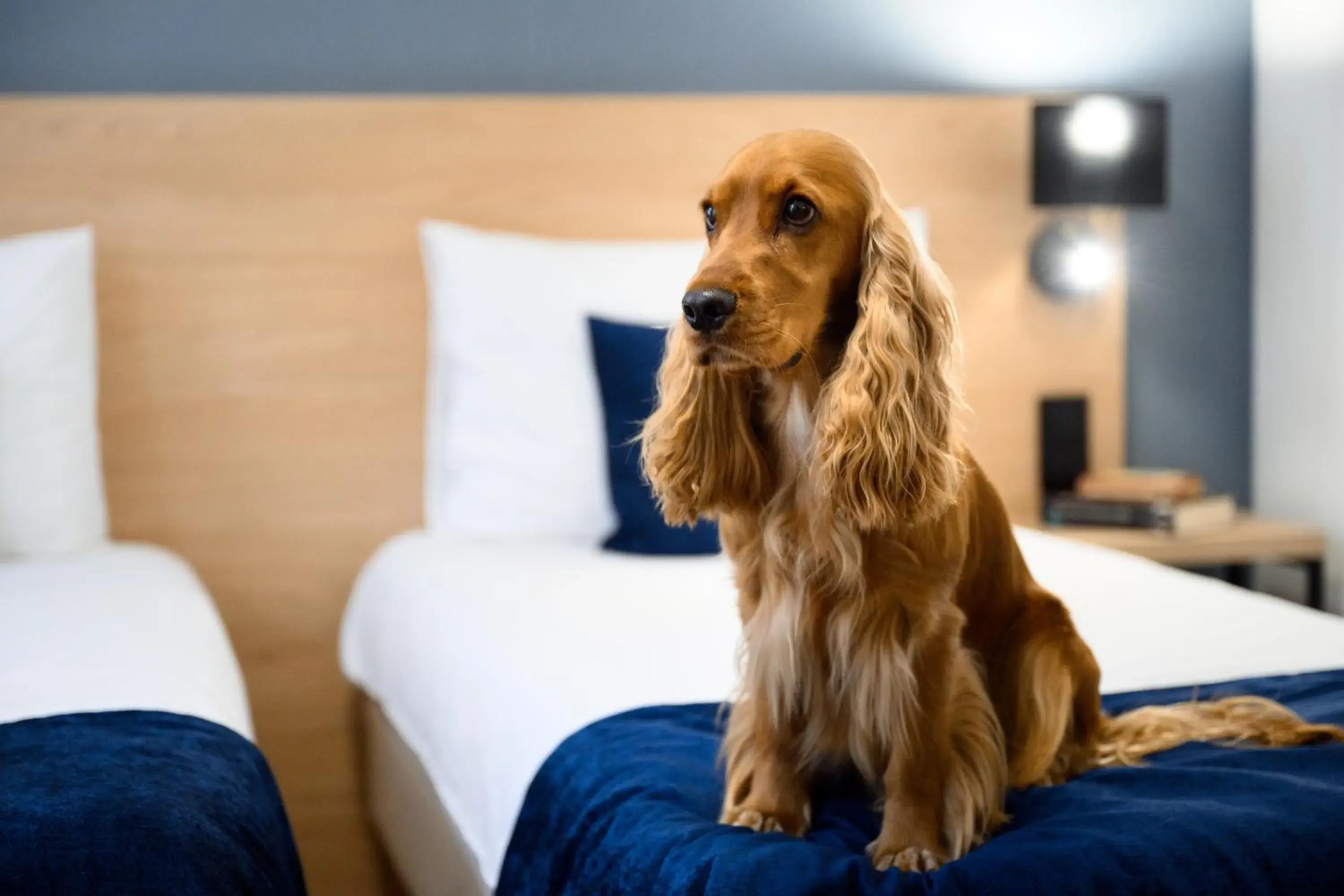 Bedroom, Bed in Hotel Bristol Budapest Bedroom, Bed in Hotel Bristol Budapest