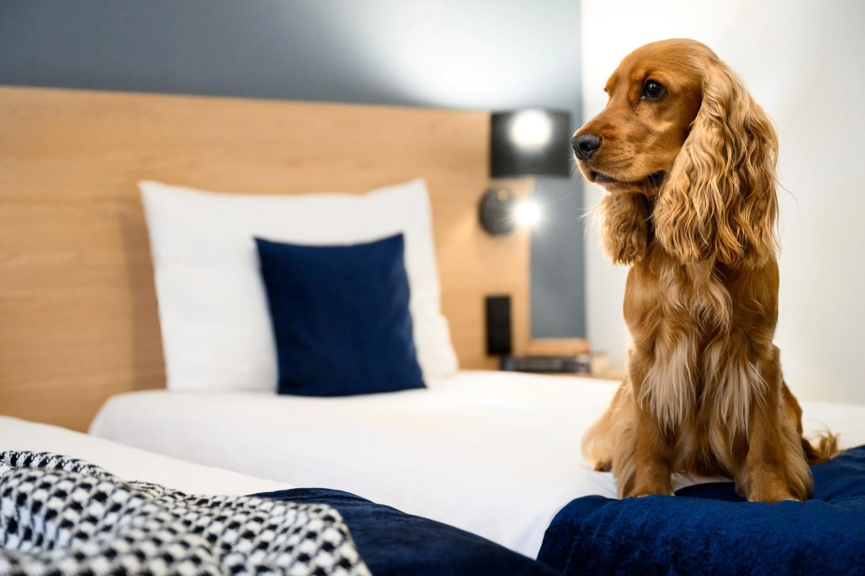 pet friendly, Bed in Hotel Bristol Budapest